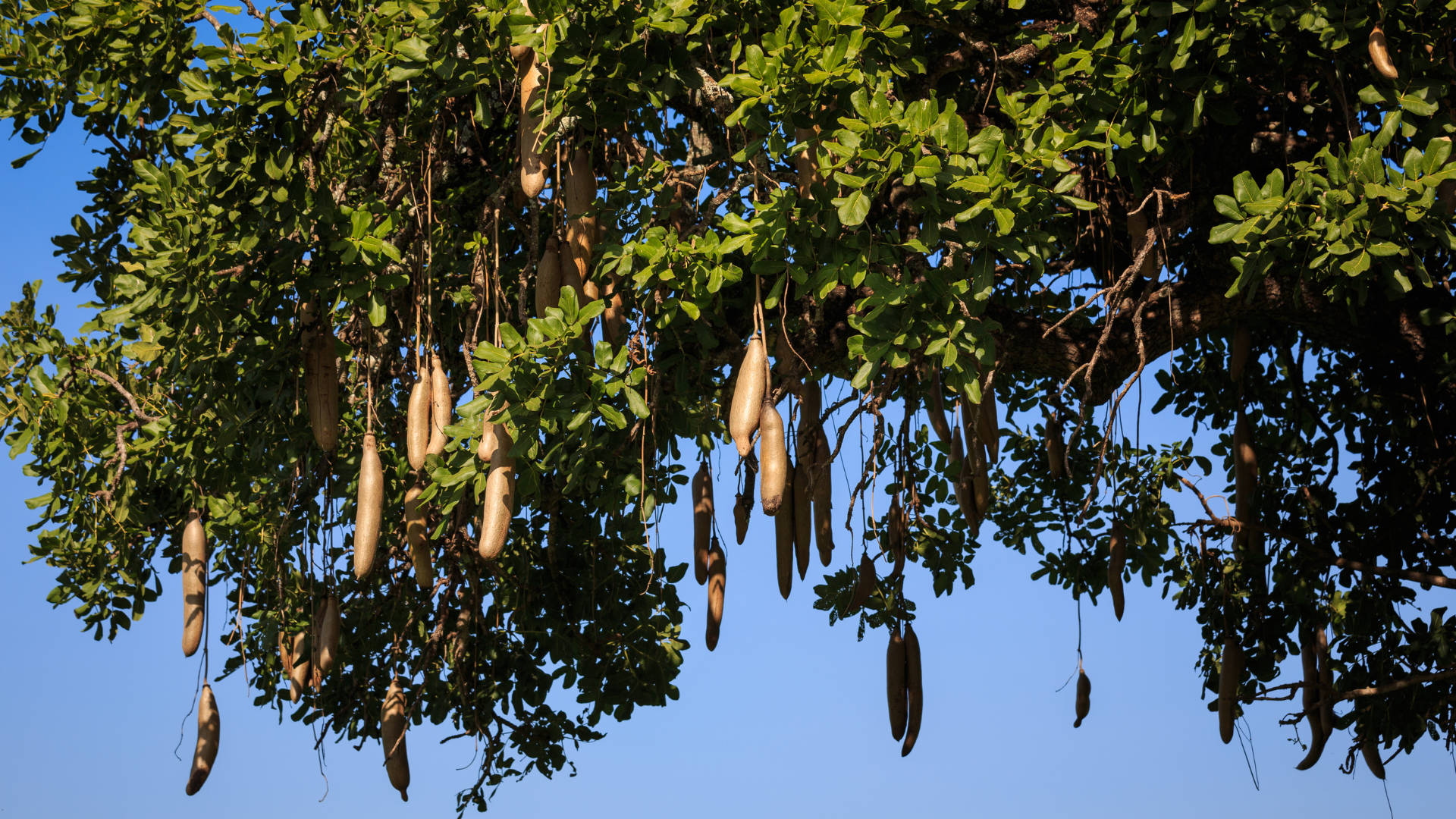 A tree with a bunch of birds hanging from it