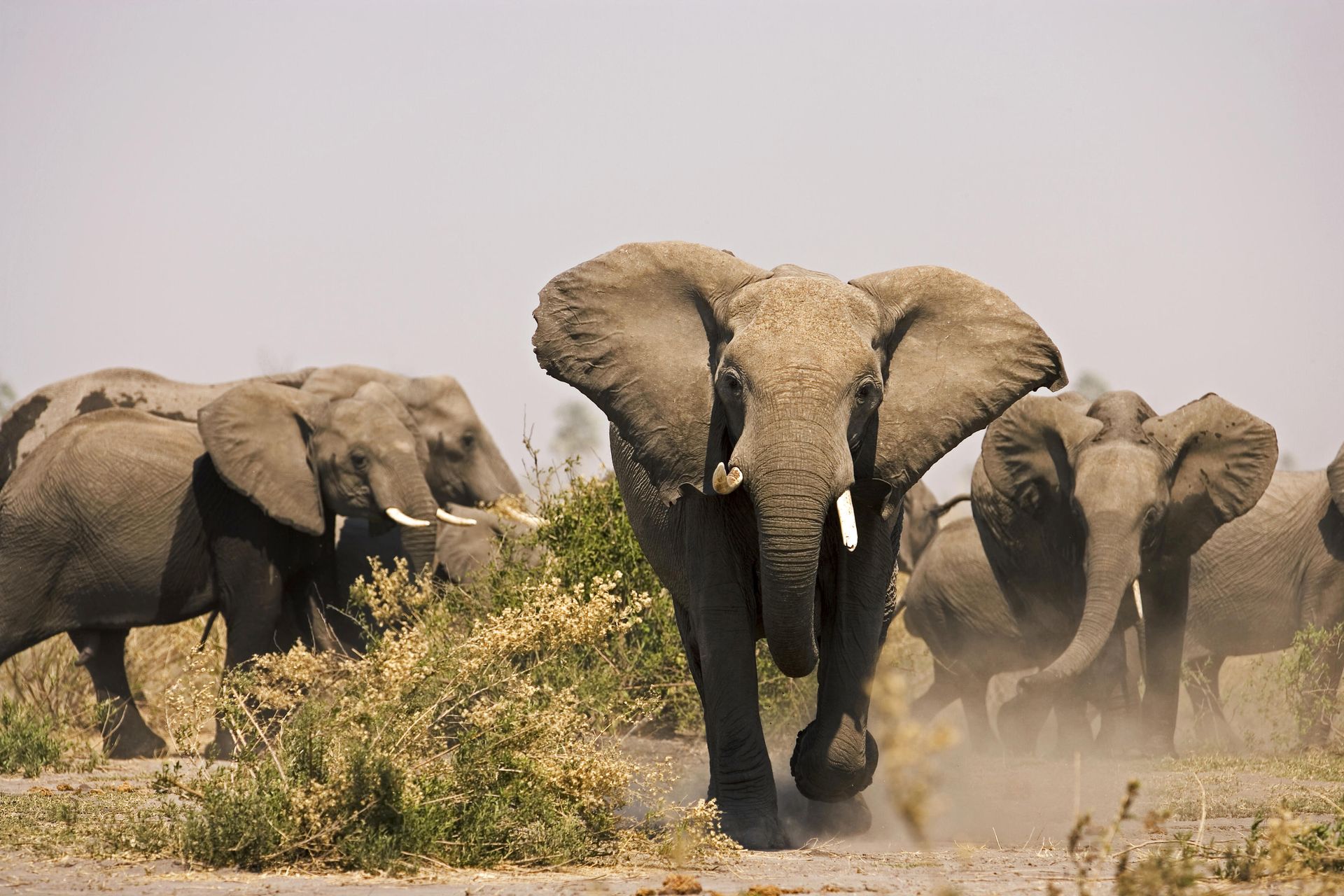 Luxury African Safaris
