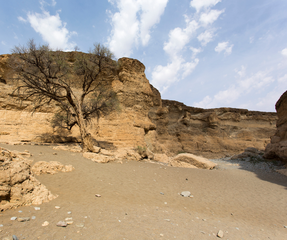 Sandy desert canyon with layered rock cliffs and a lone leafless tree under a partly cloudy sky