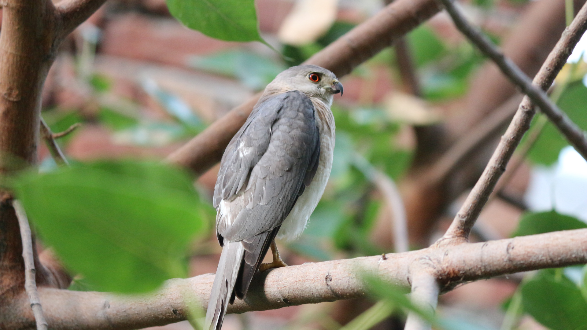 Shikra in a tree