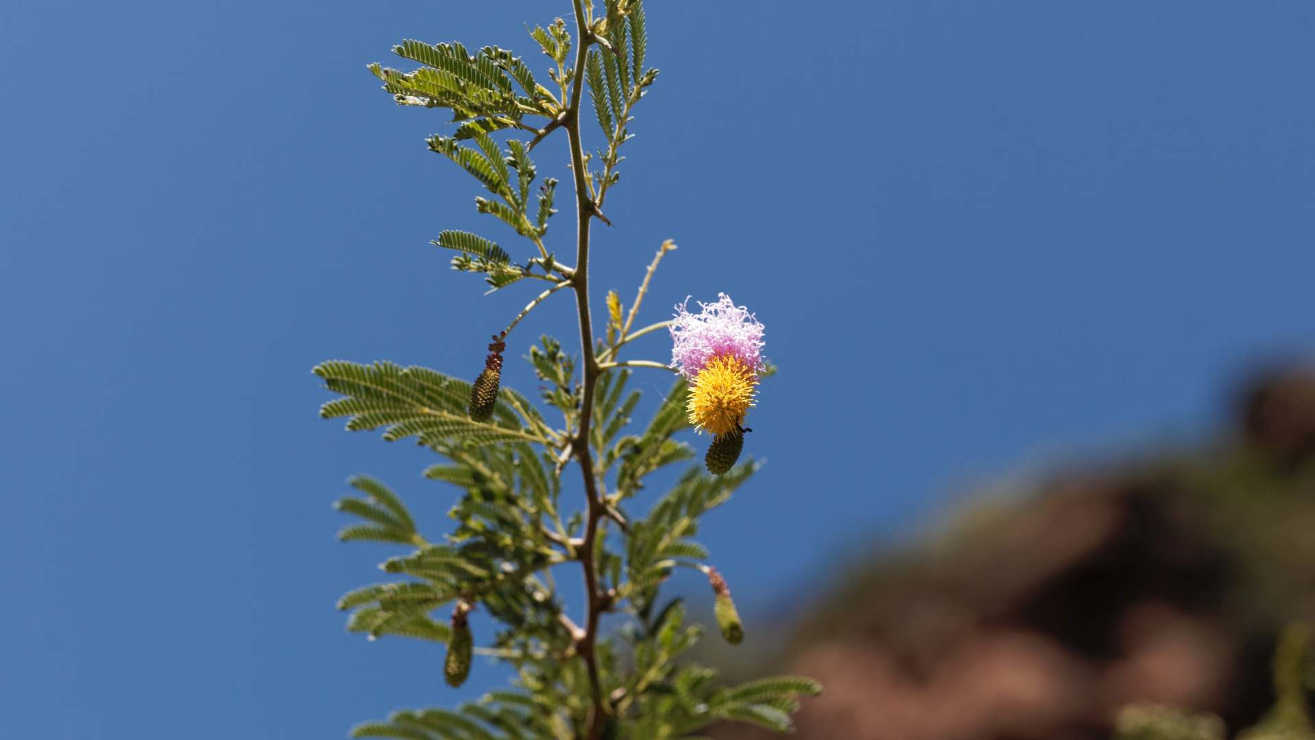 A close up of a flower with a blue sky in the background