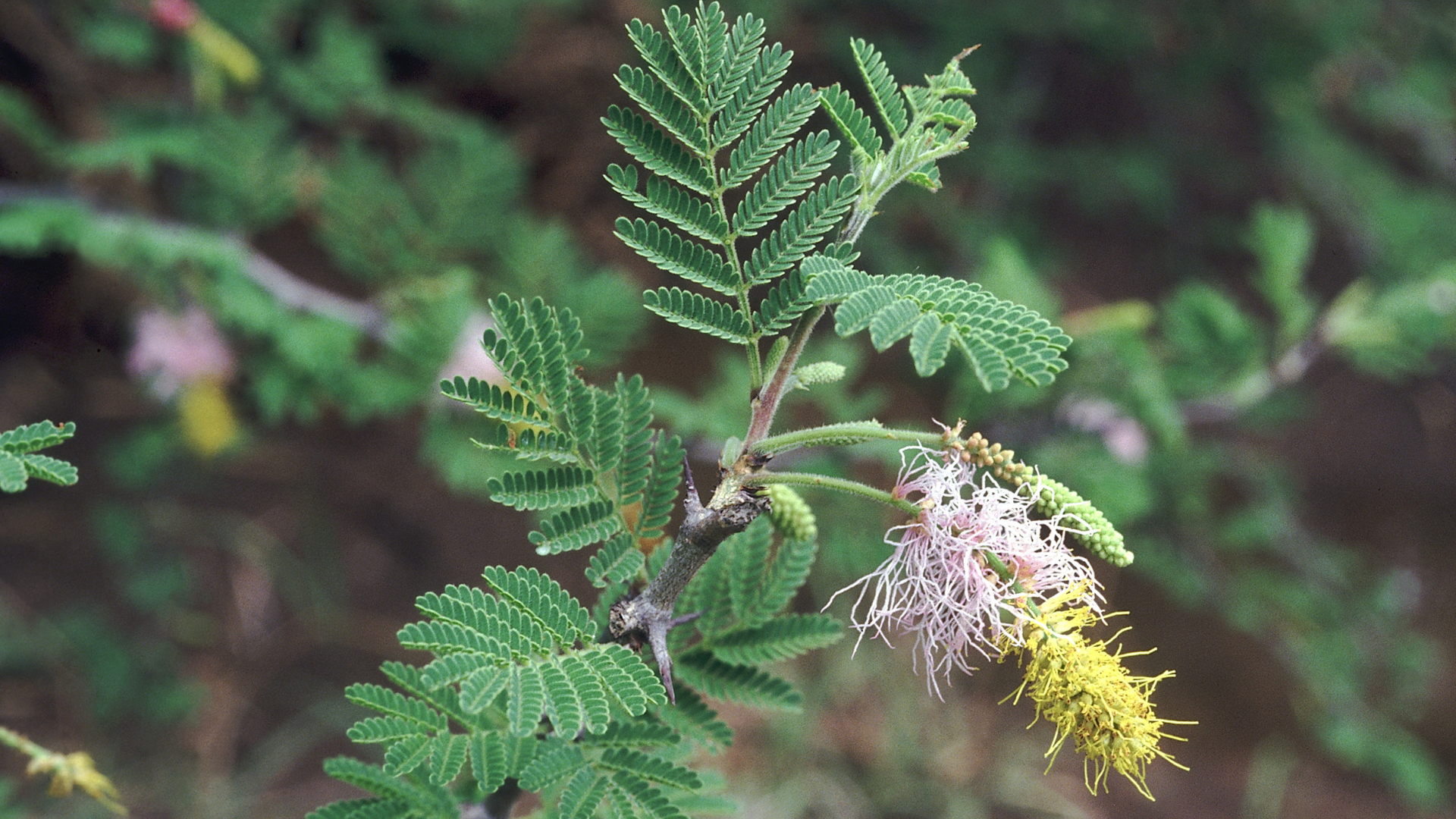 A plant with green leaves and yellow flowers