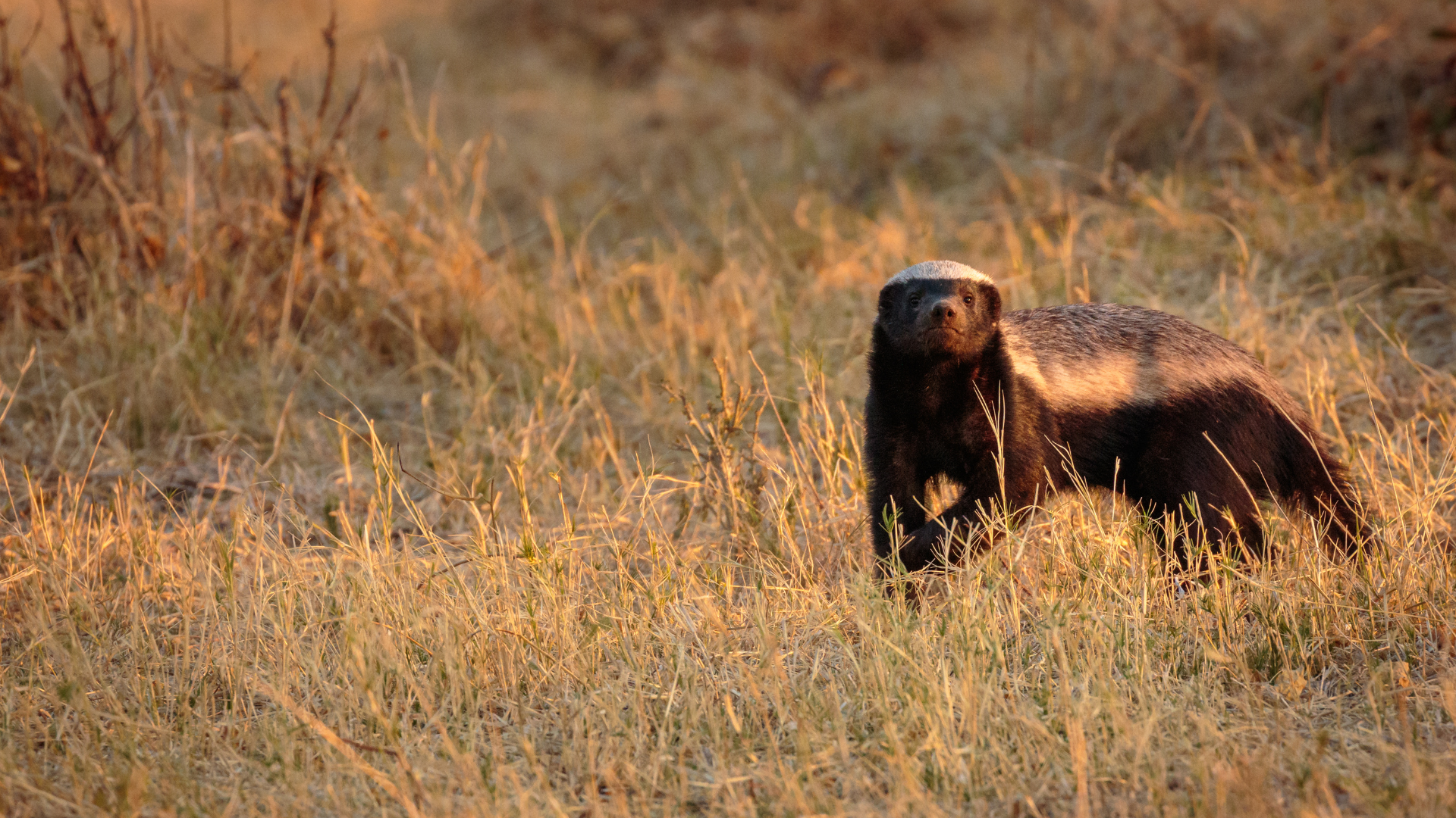 Honey Badger in grass