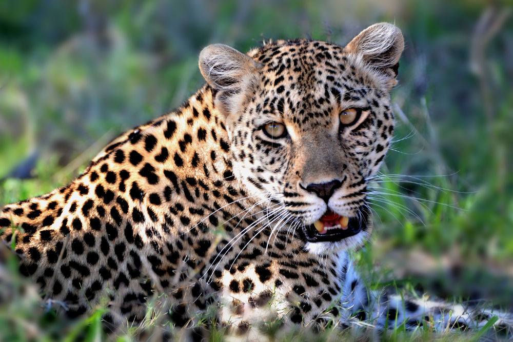 A close up of a leopard laying in the grass with its mouth open.