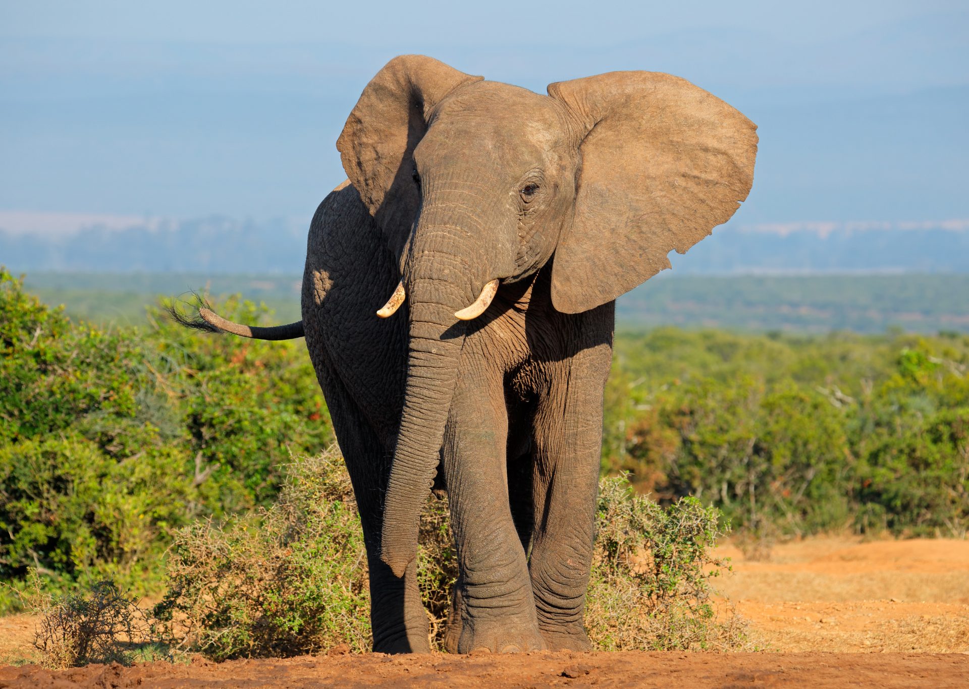 Elephant standing in grassy area, ears flapping, looking towards the viewer.