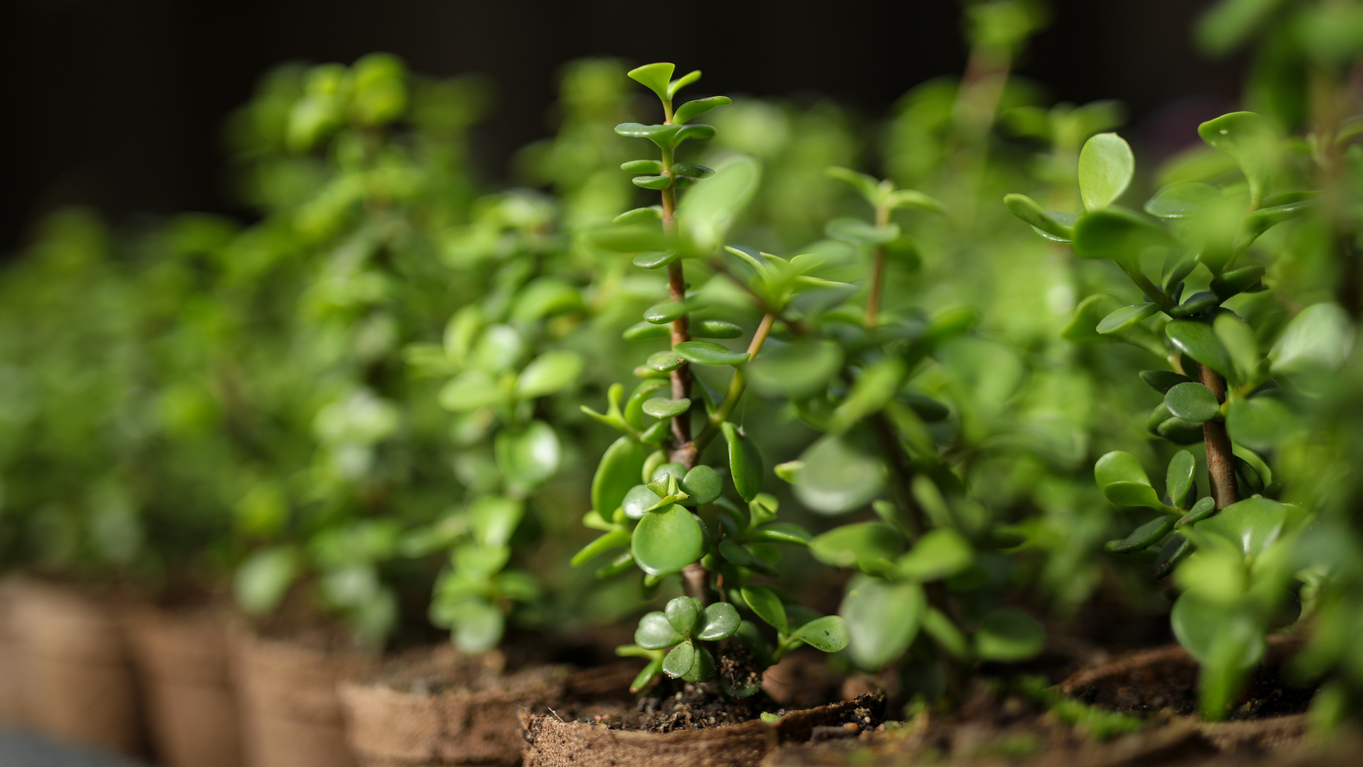 A row of small green plants in pots on a table.