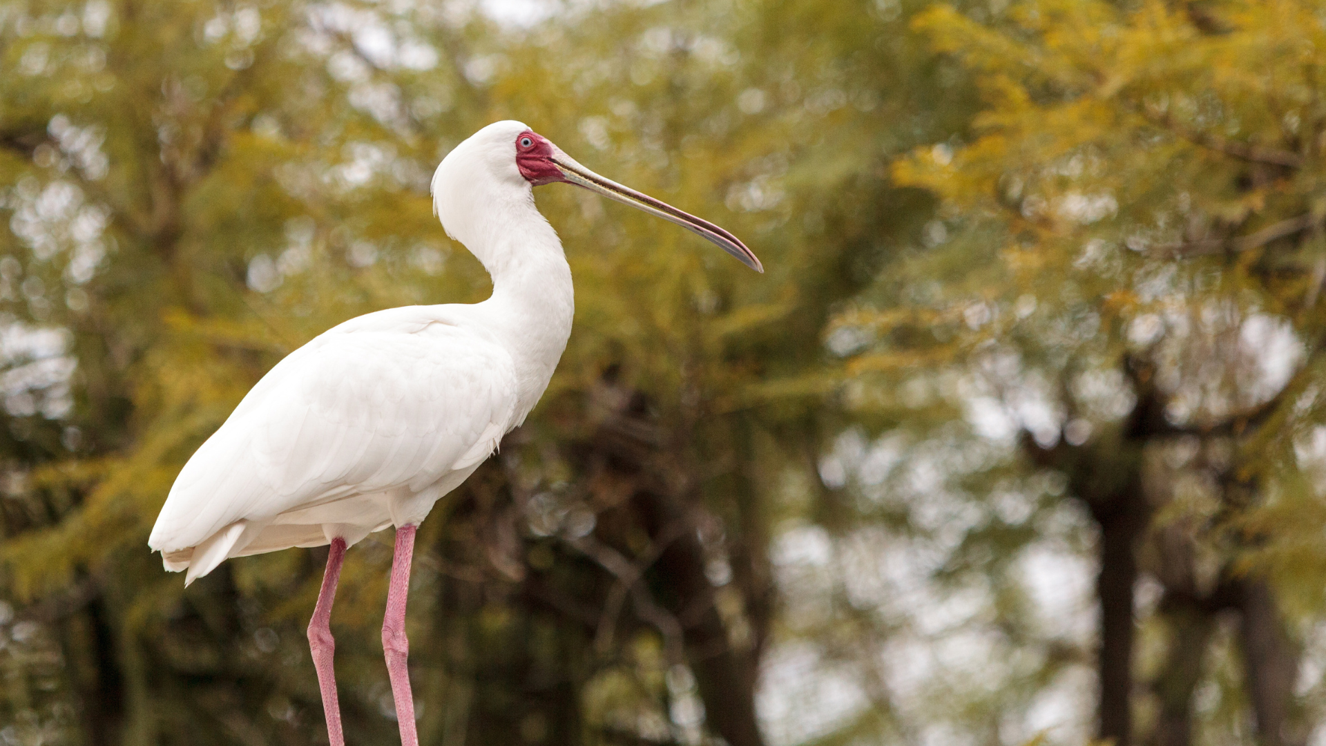 African Spoonbill