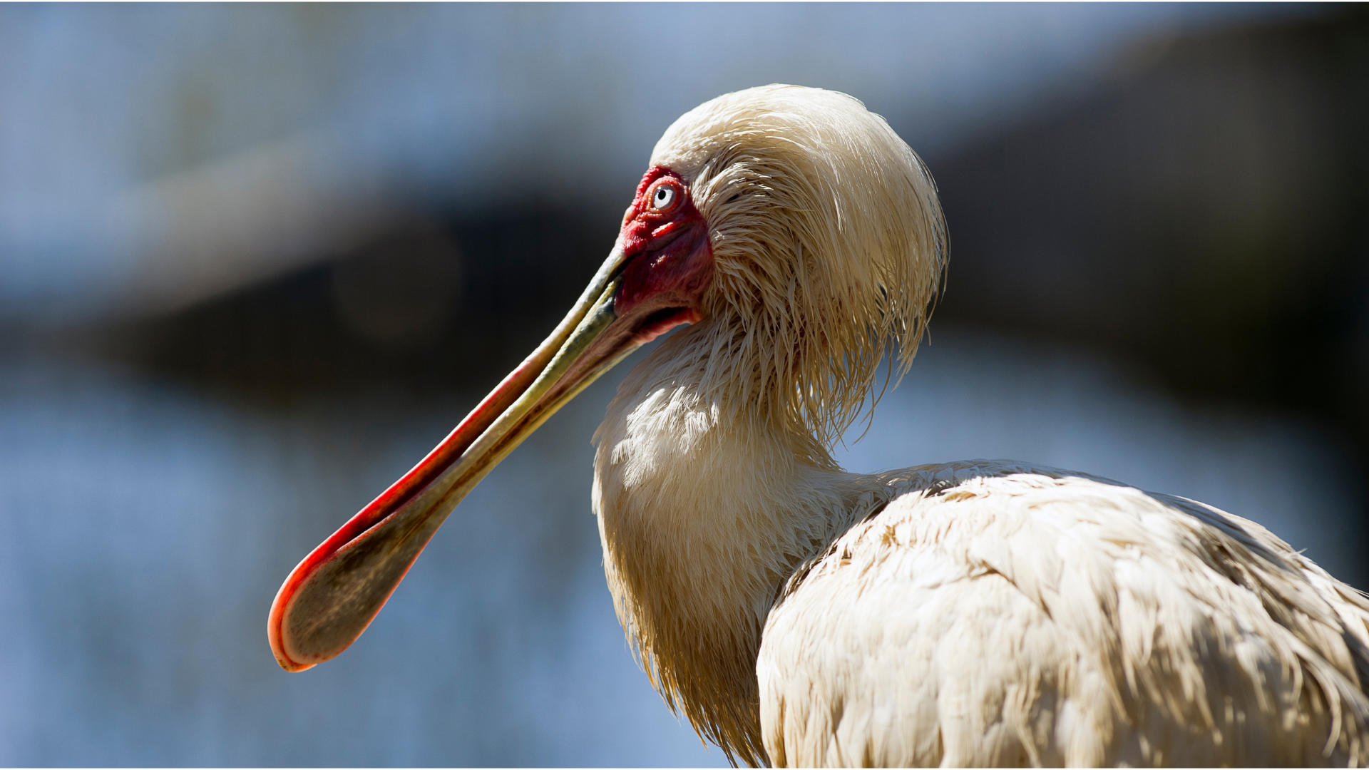 African Spoonbill