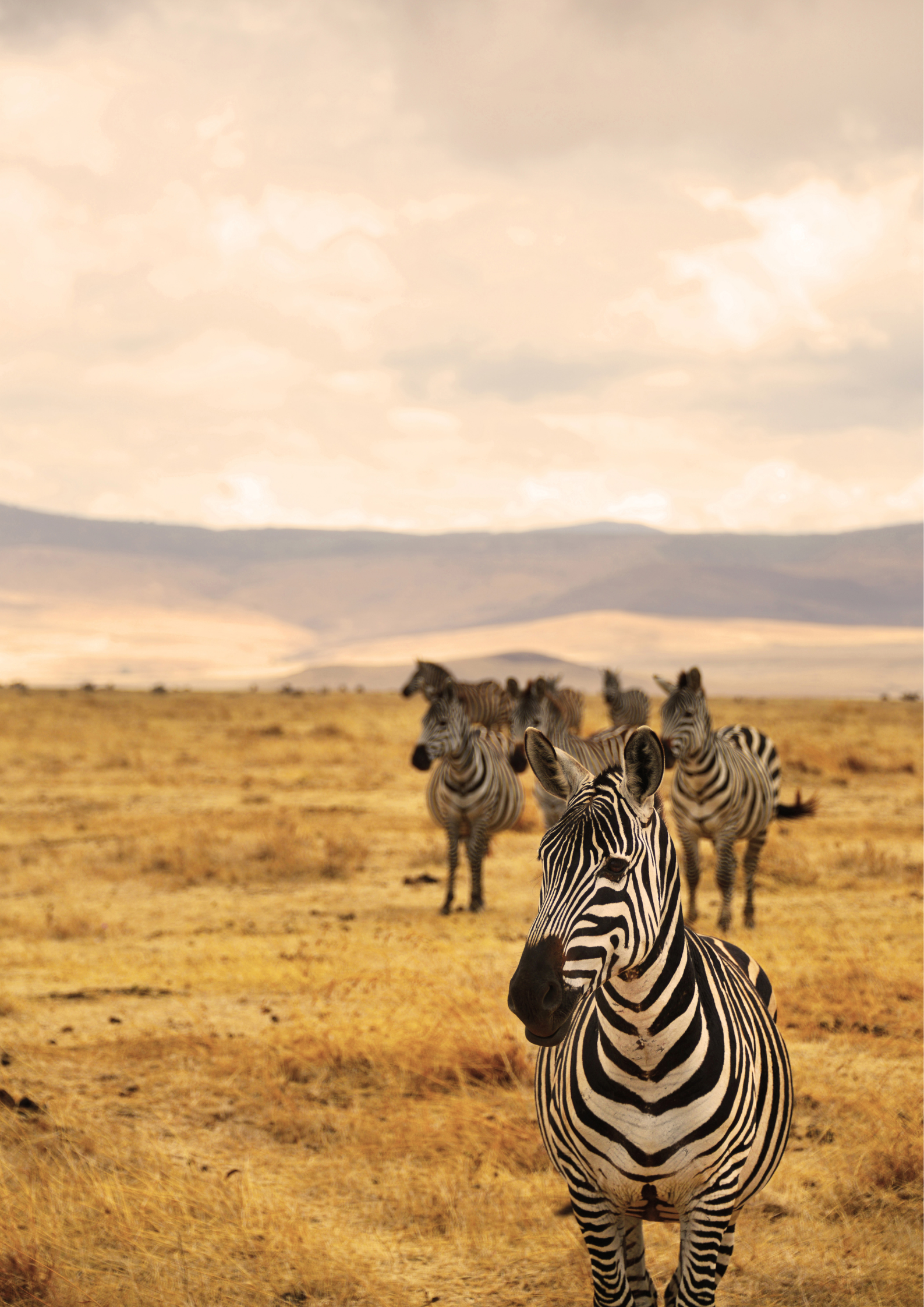 Zebras in a dry, grassy field; one in front, others in the distance; cloudy sky and mountains.
