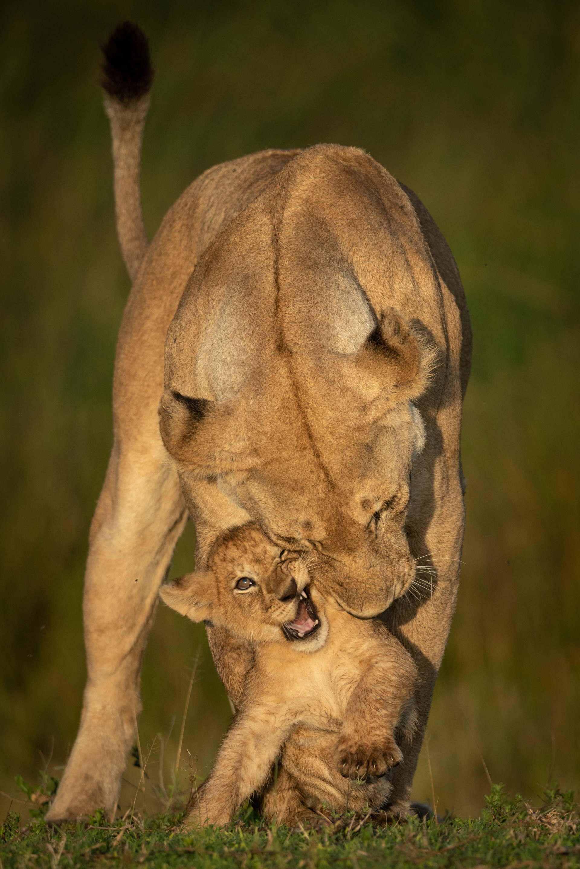Lioness gently holding a cub by the neck. Both are tan with bright eyes in grassy setting.