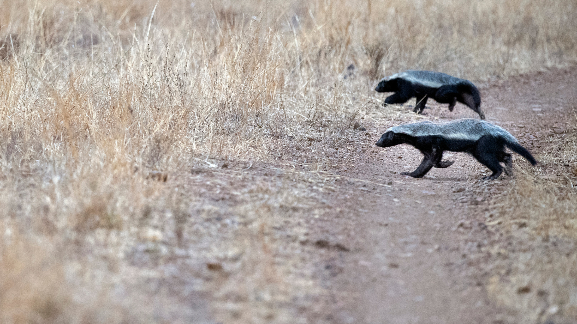 Two Honey Badgers seen while on safari