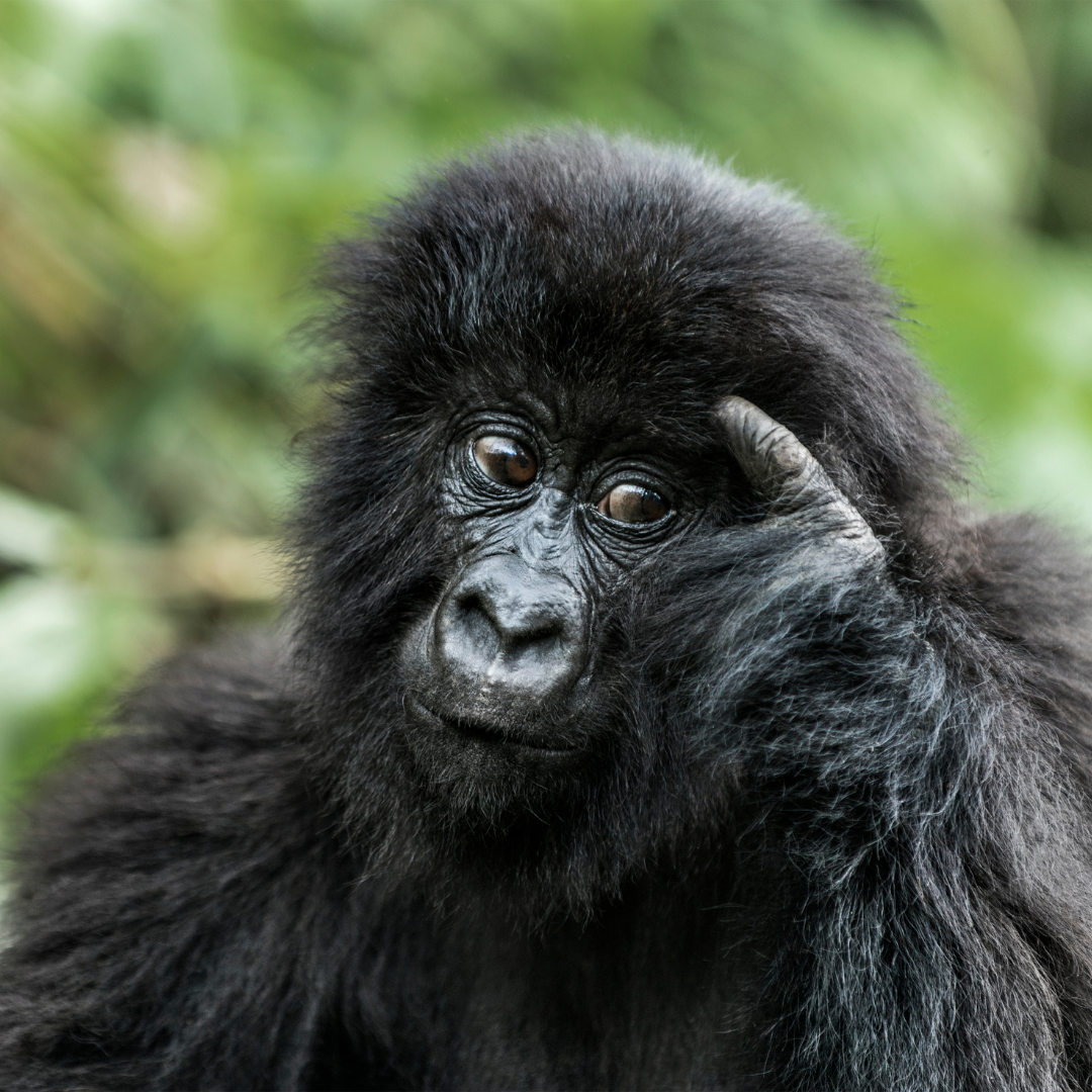 Black gorilla with hand on forehead, looking thoughtful in Virunga