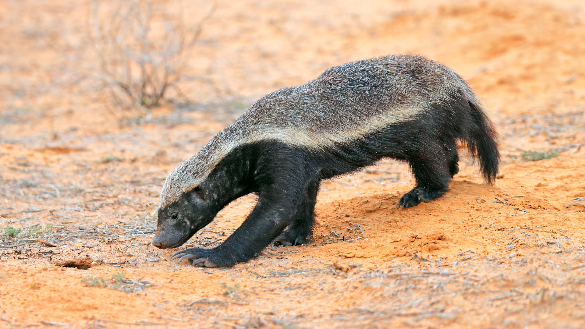 A Honey Badger