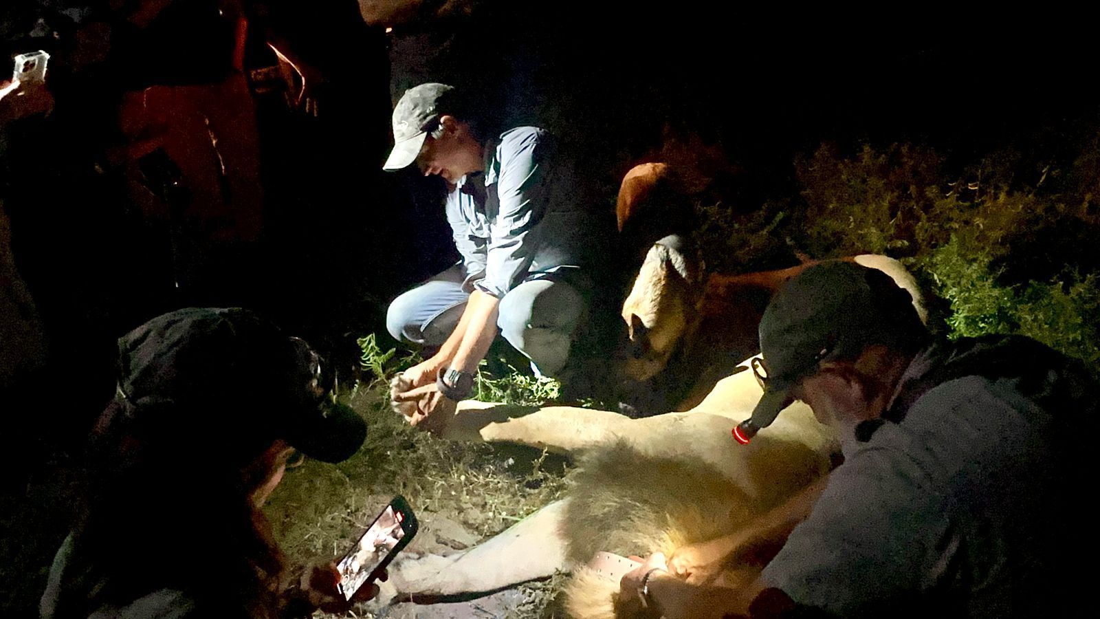 Wildlife researchers examine a sedated lion at night, using flashlights to gather data.