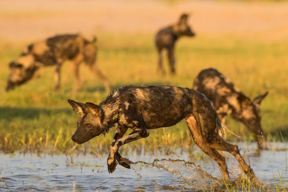 A herd of wild dogs running through a muddy field.