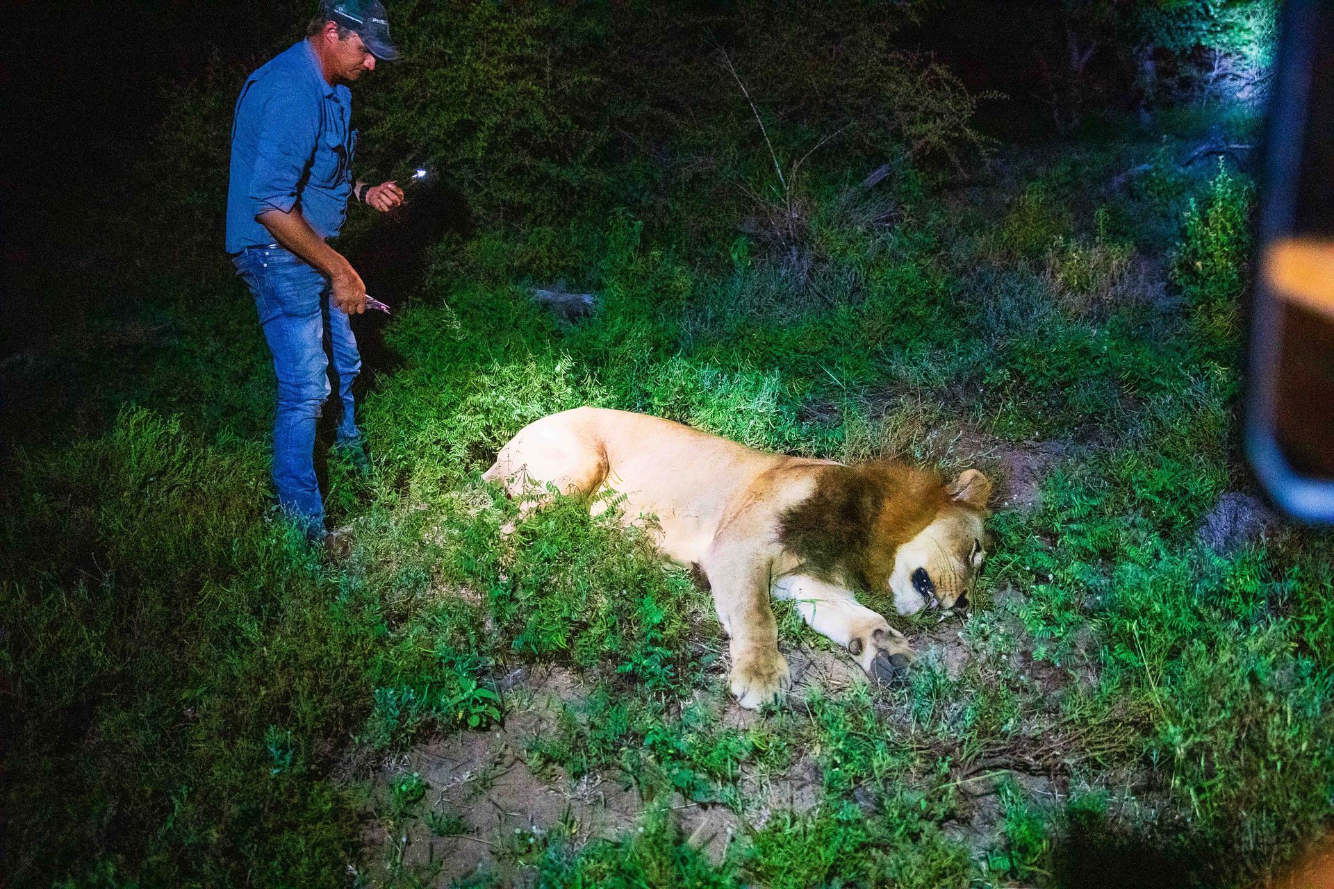 Man with a flashlight standing near a sedated lion lying on the grass at night.