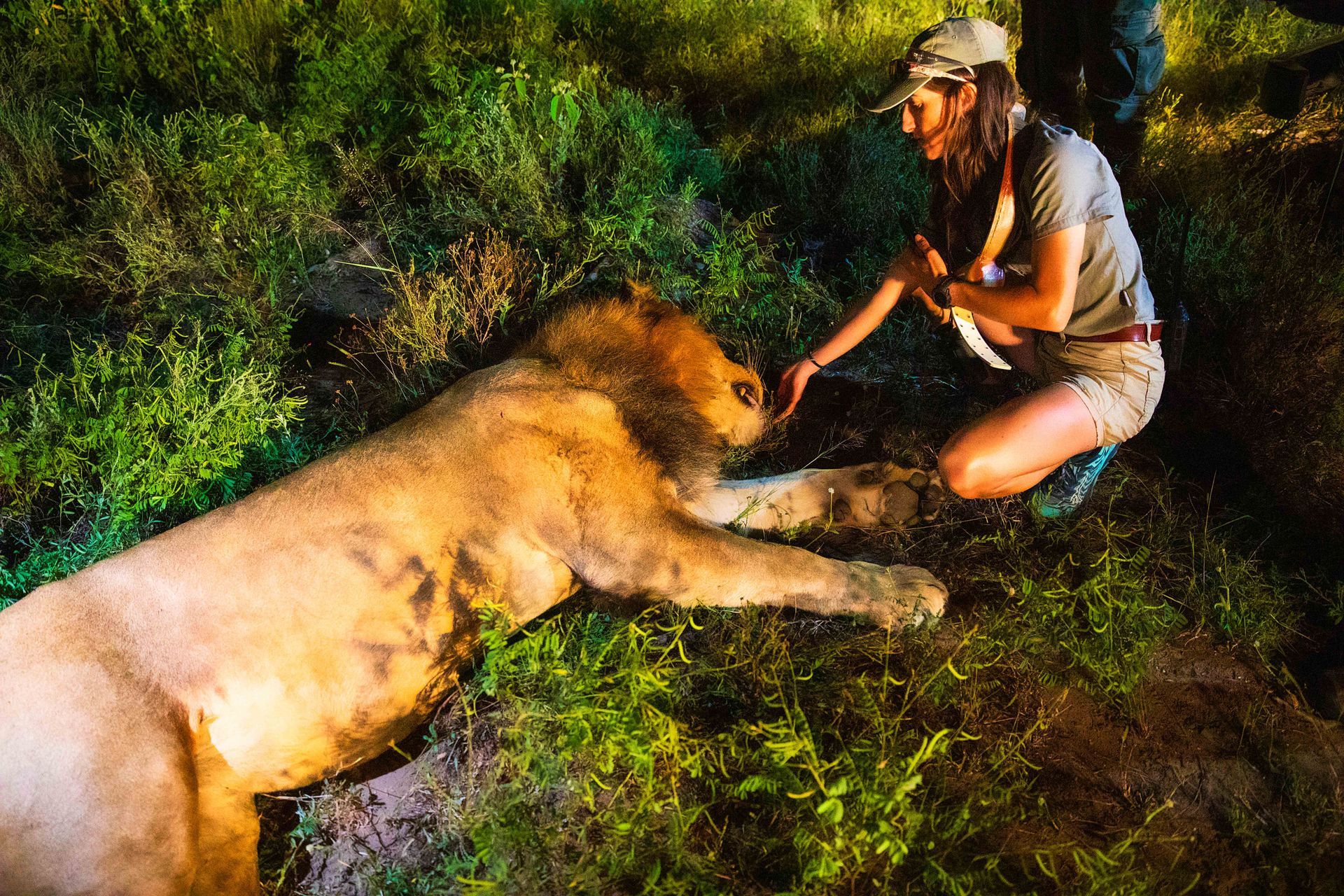 Woman kneeling, petting a large lion resting in tall grass. The lion is golden, the woman wearing neutral clothing.