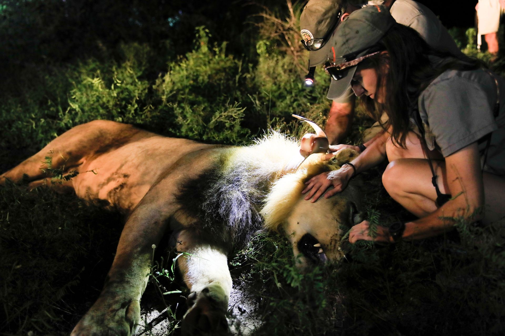 A woman and two others examine a sedated lion in grassy, nighttime setting. The lion has a tracking collar.