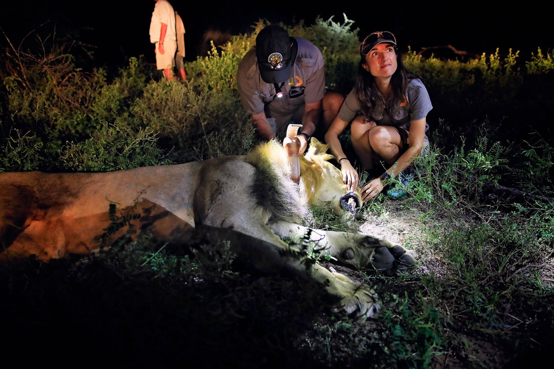 Two people examine a sedated lion at night in a grassy area, possibly for research or conservation.