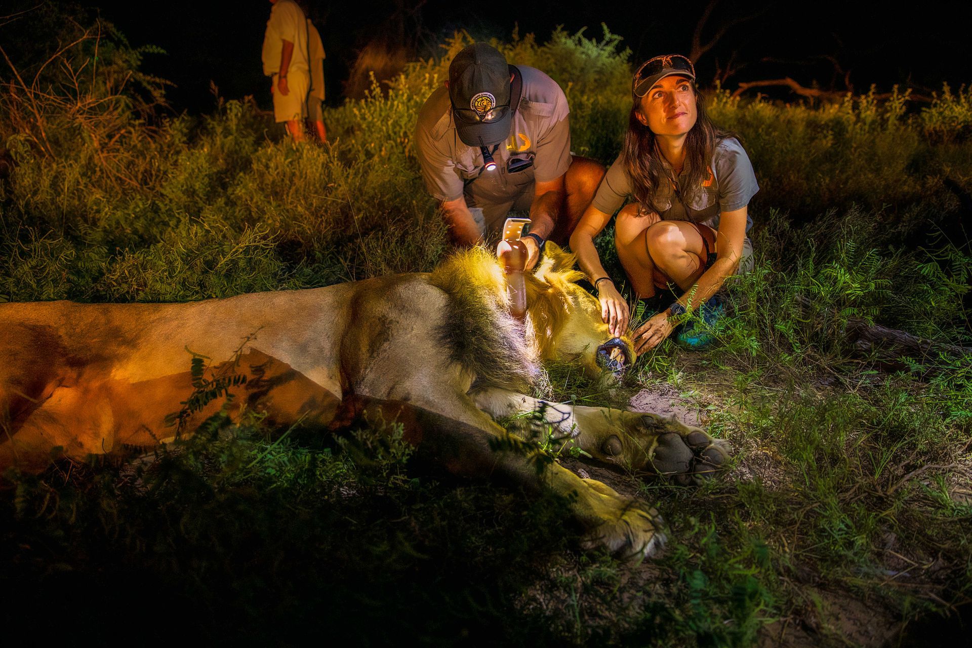 Two people kneeling over a sedated lion at night. They are examining it near green grass. One person is wearing a hat.