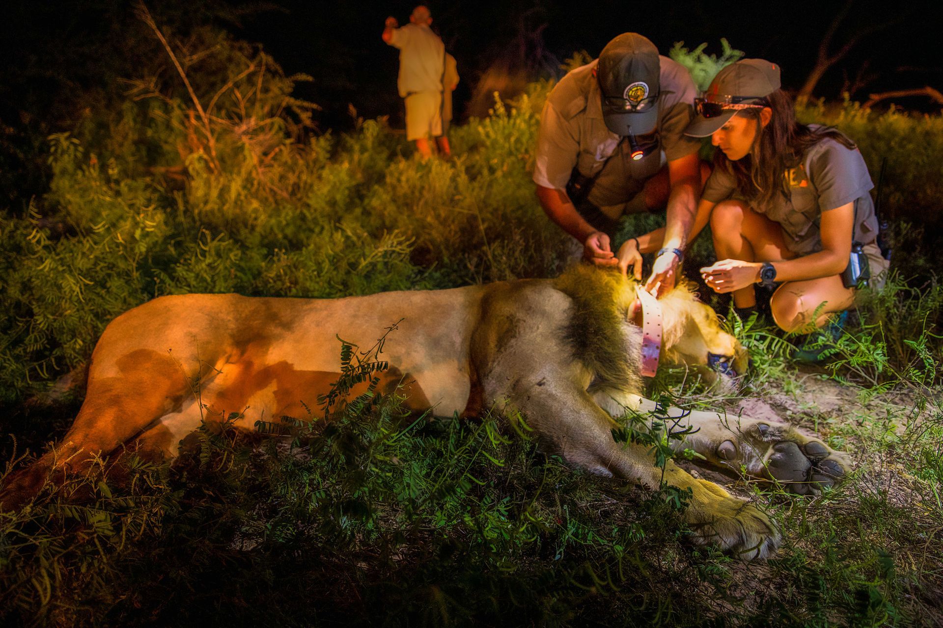 Wildlife researchers examining a sedated male lion in tall grass at night. 