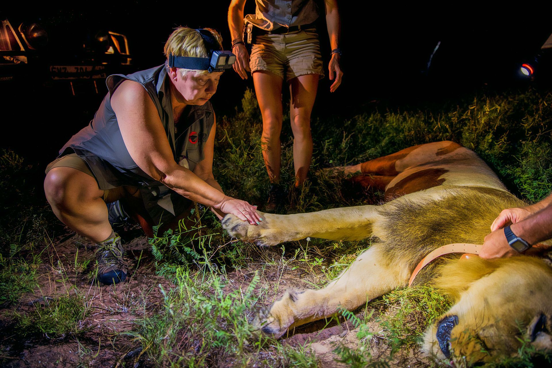 A person examines a sedated lion's paw at night; two others stand nearby. Grass surrounds the lion.