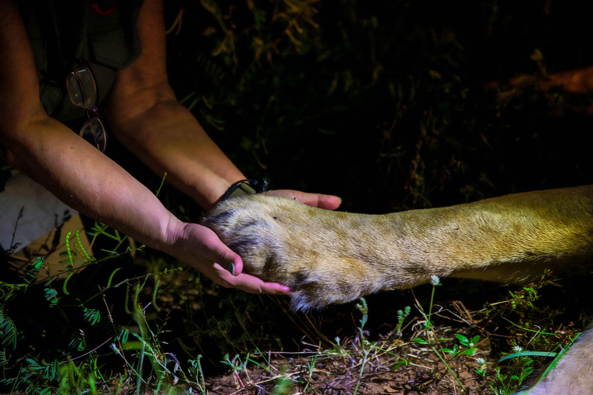 A person's hands gently hold the paw of a lion in a dimly lit outdoor setting.