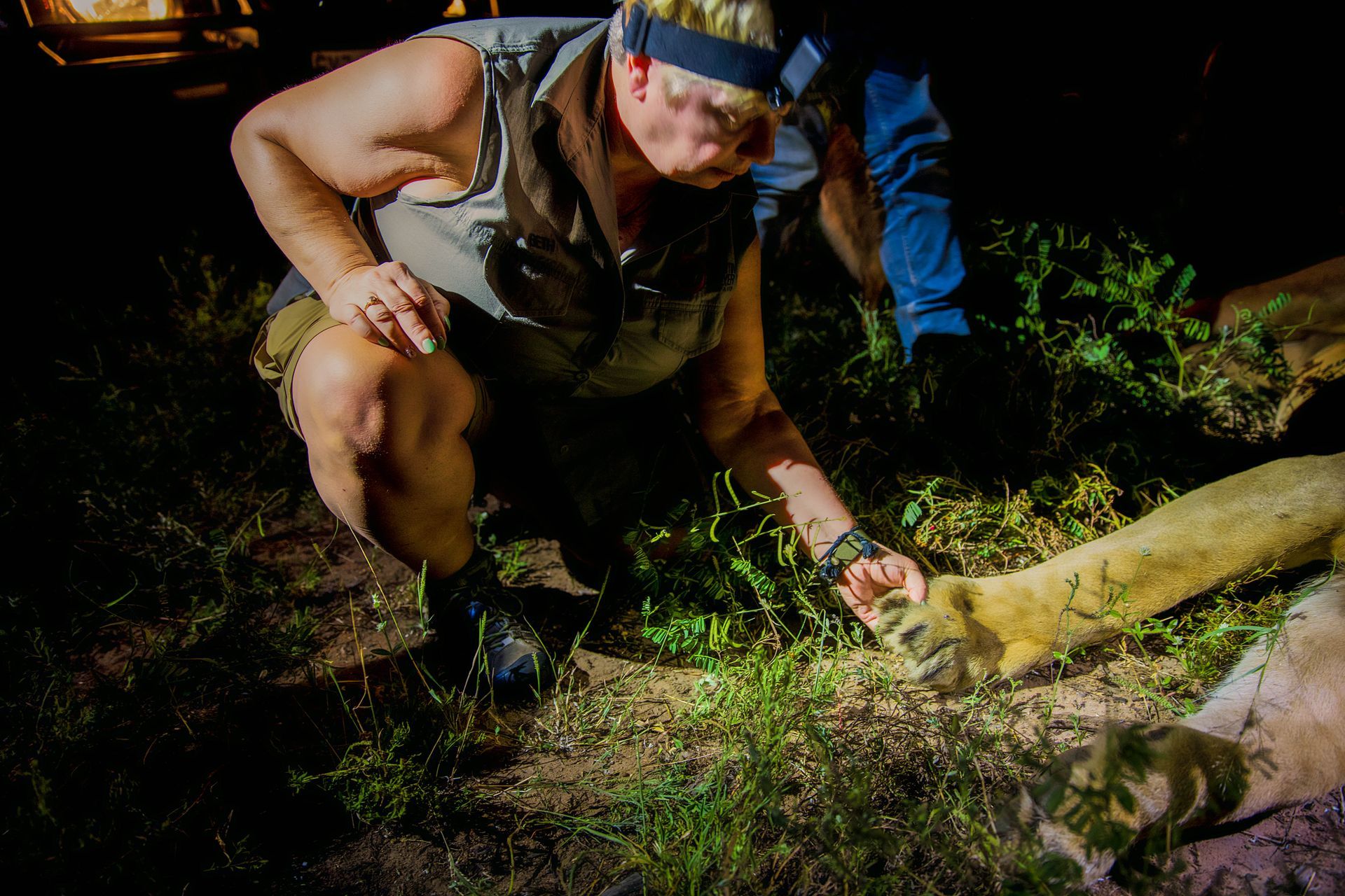 Woman examining the paw of a lion at night, illuminated by a headlamp. Setting is grassy and dark.