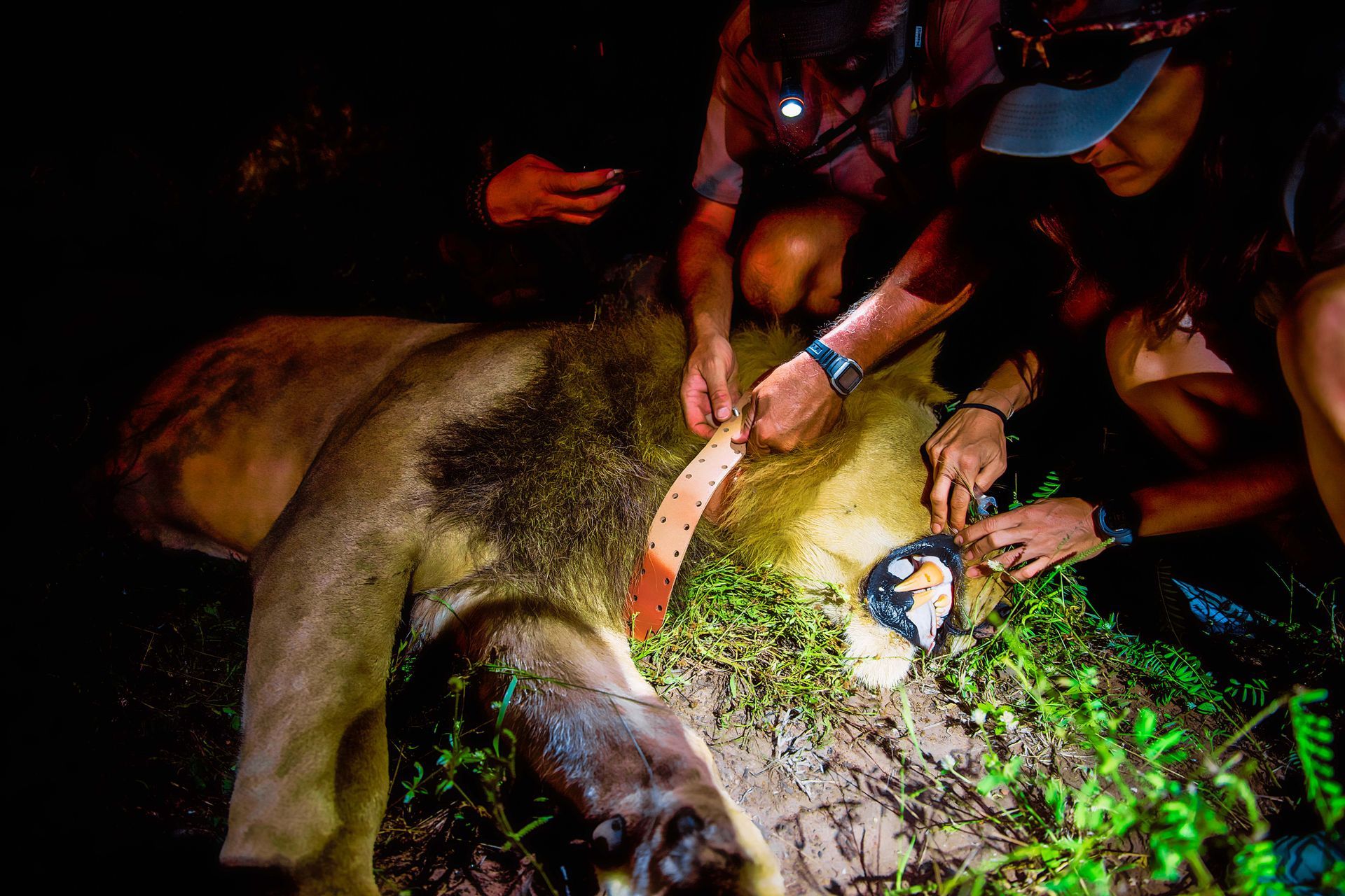 People attaching a tracking collar to a sedated male lion at night. The lion lies on the ground, illuminated by headlamps.