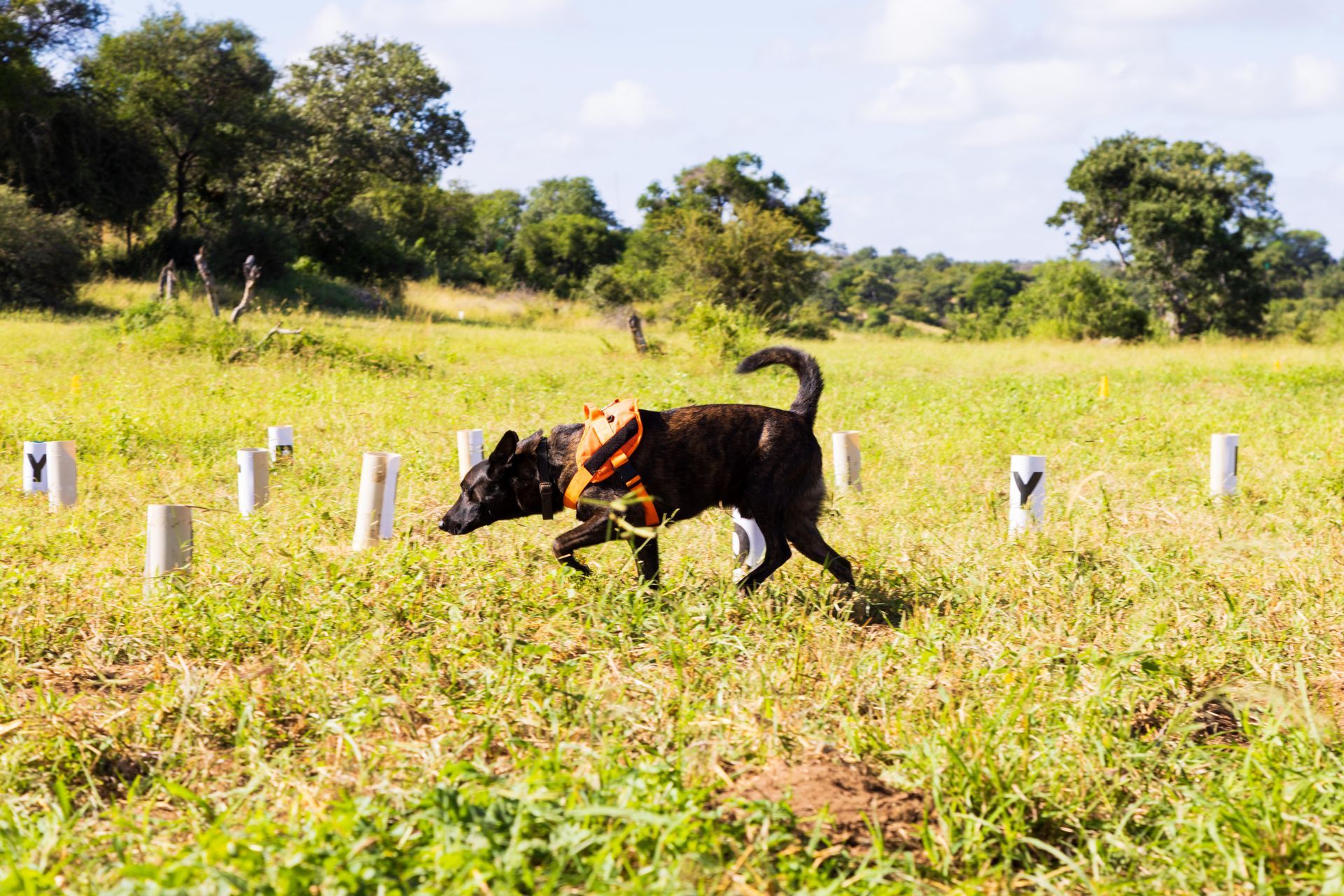 Dog with an orange vest running through a grassy field with white markers. Trees and blue sky are in the background.