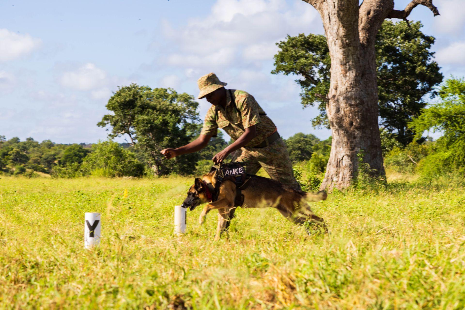 A ranger and a detection dog training in a grassy field, near a marked post and a tree, with blue sky and green foliage.