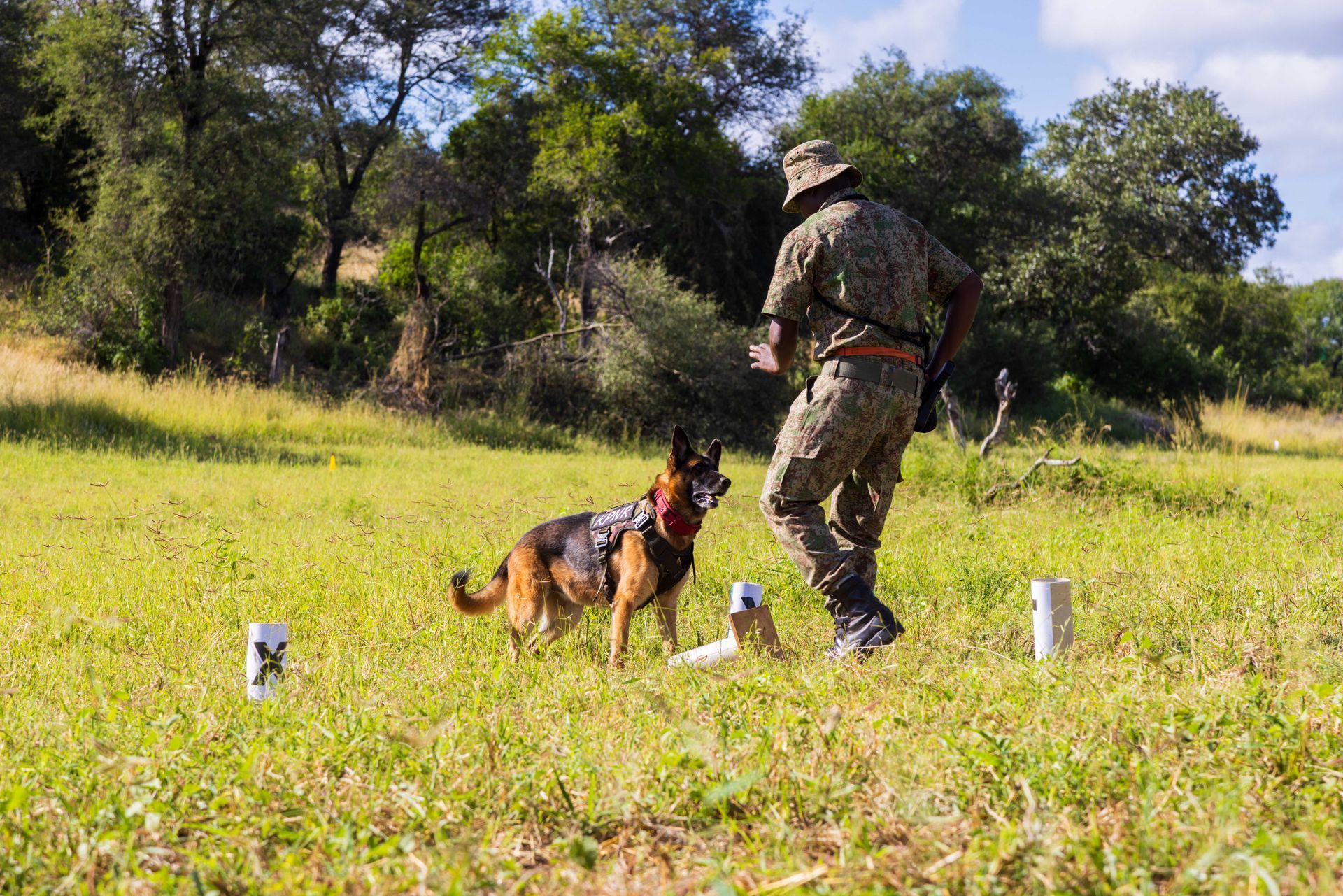 A German Shepherd dog in a red collar stands in a field with its handler, who is wearing camouflage.