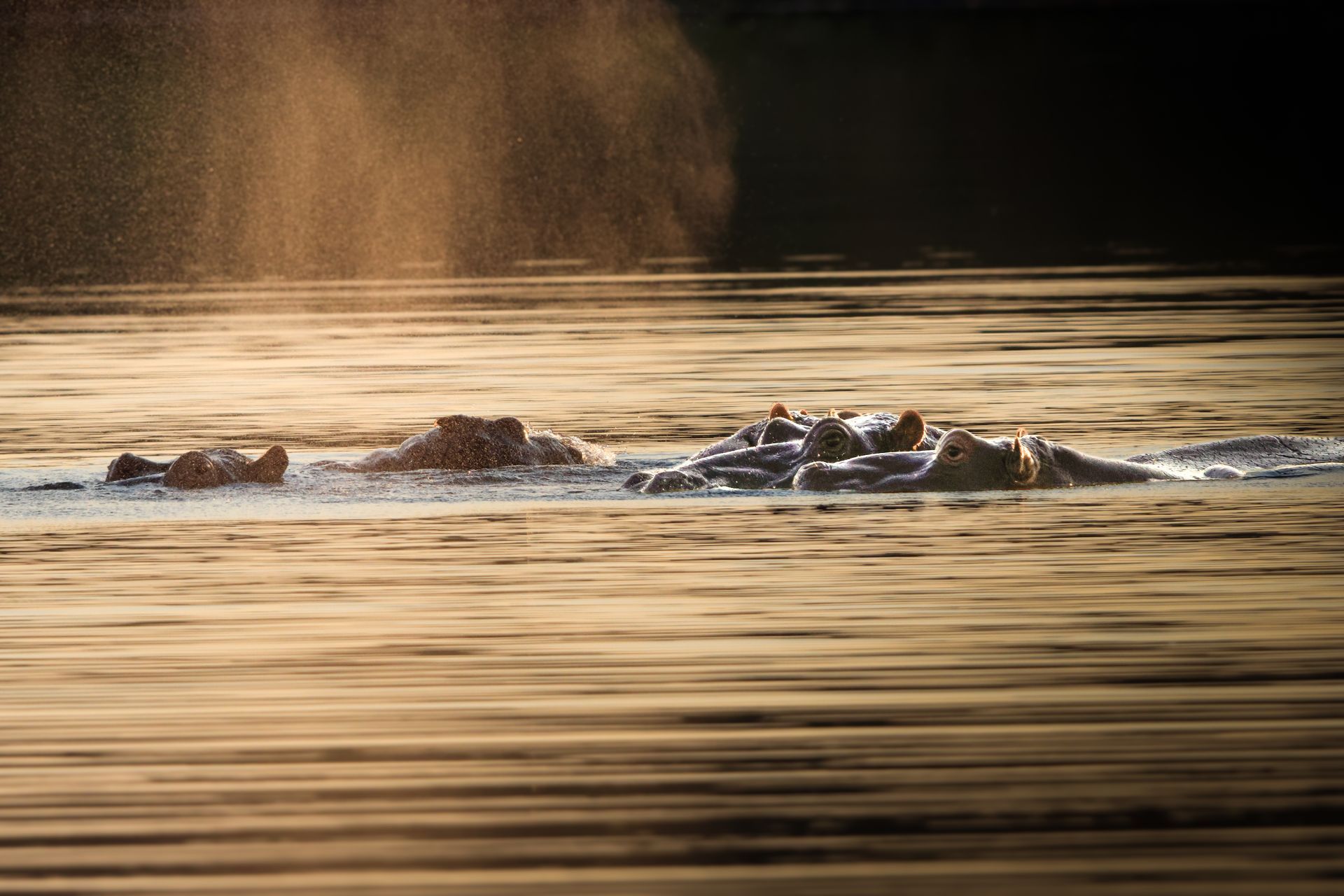 Two hippos resting in calm, golden water at sunset