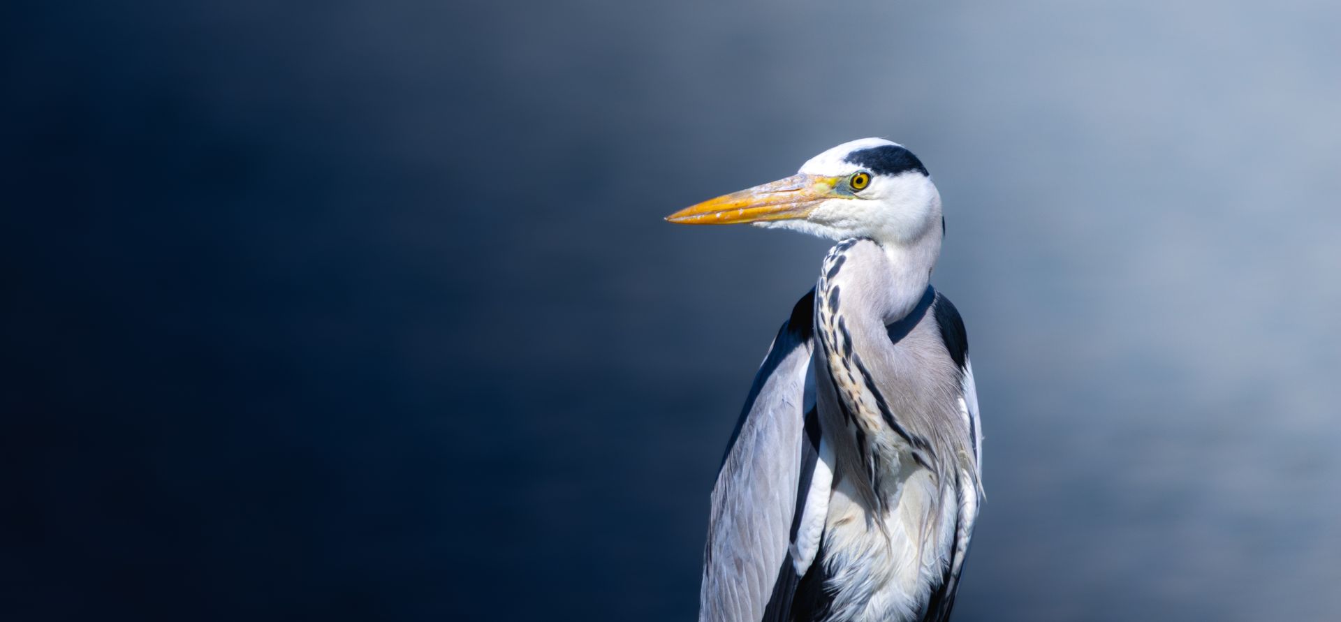 A heron with a yellow beak stands against a blurred blue background.