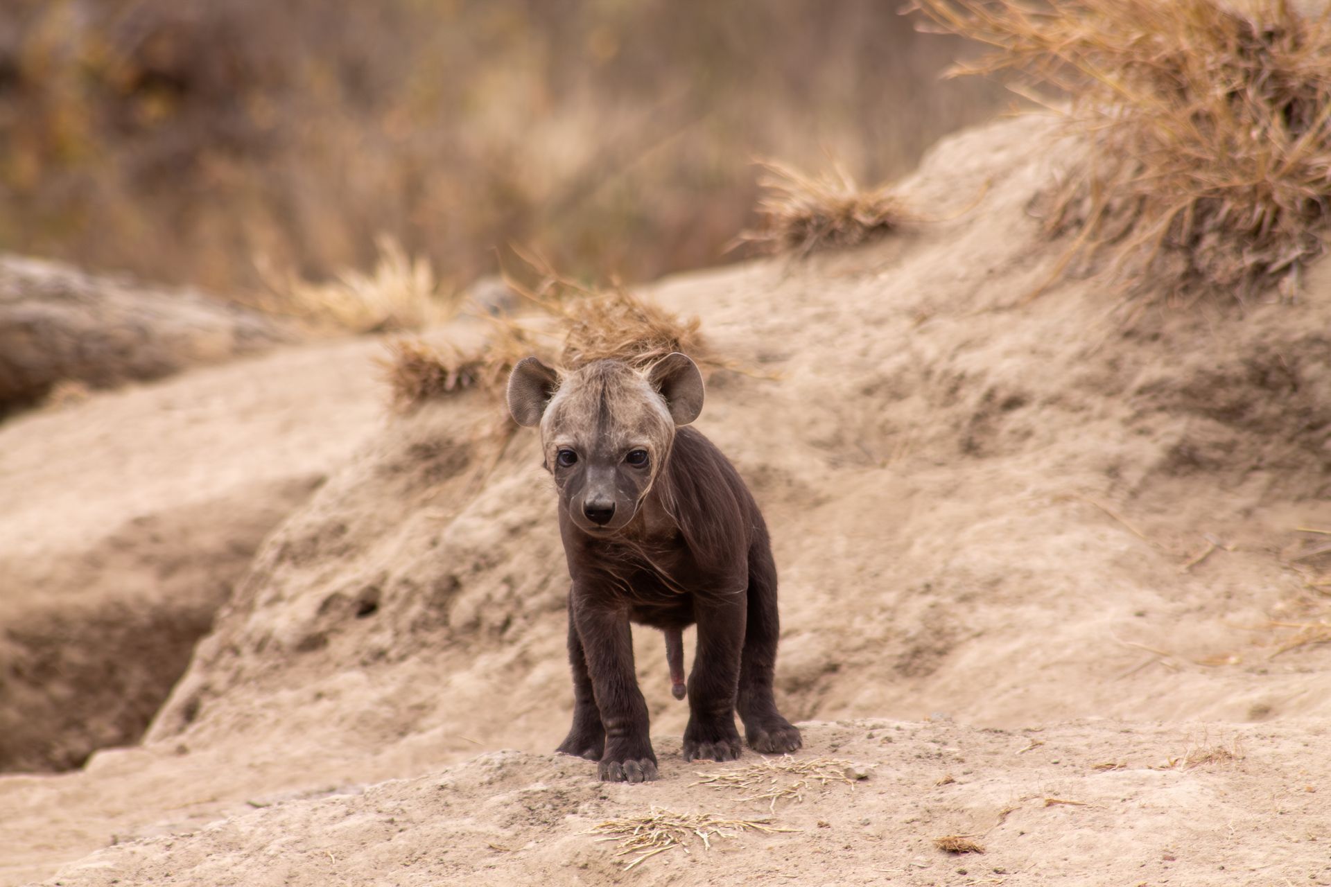 Young hyena cub standing on a sandy bank. Dark gray fur, alert expression.
