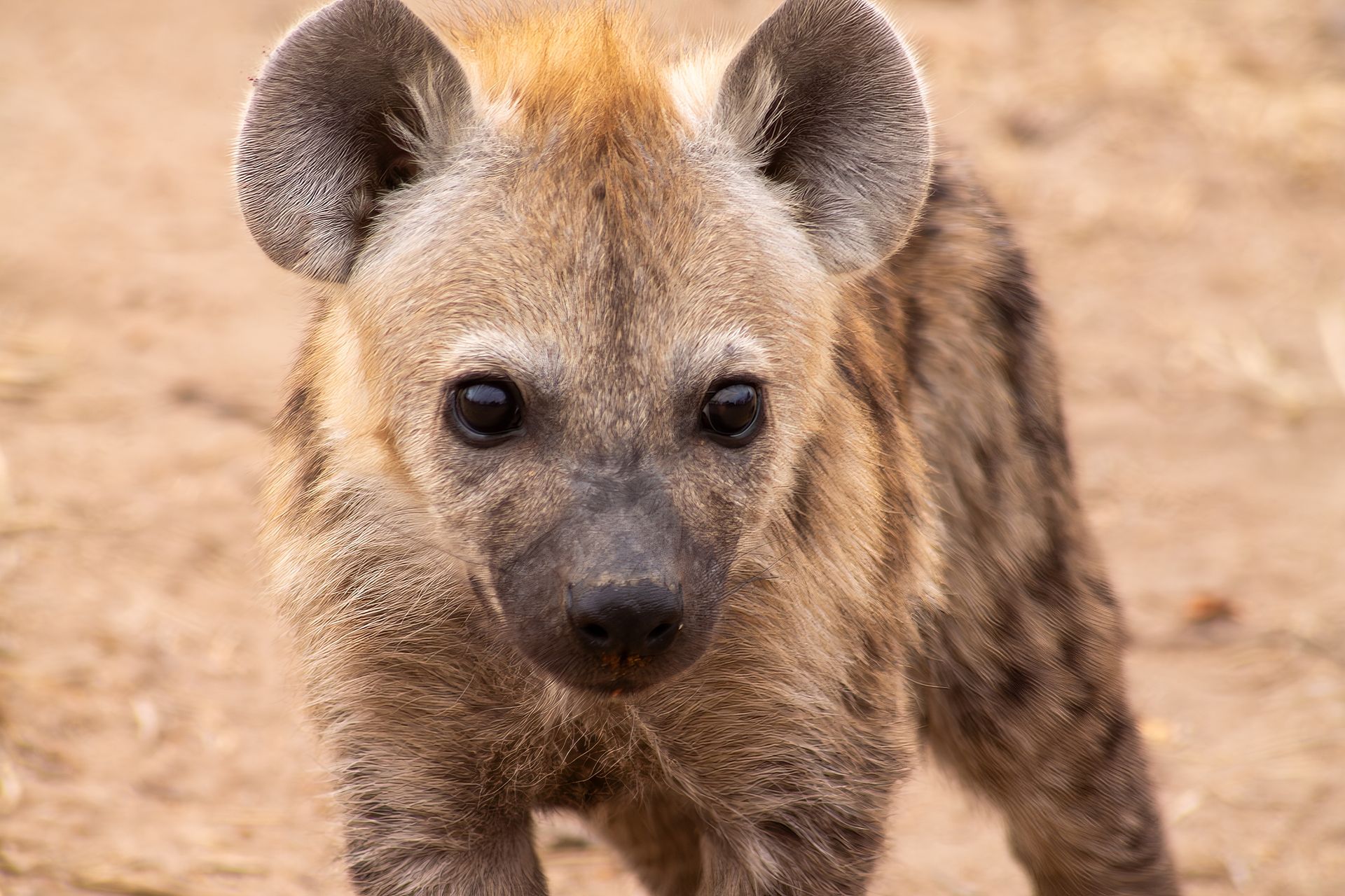 Spotted hyena cub with big, dark eyes; tan and brown fur; standing in a dry, dirt setting.