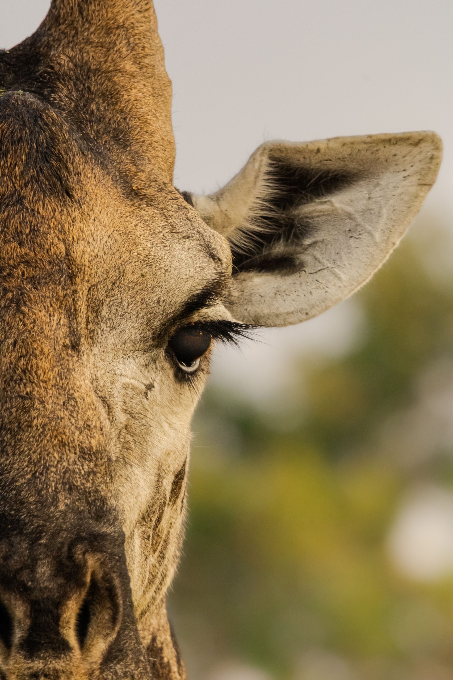 Close-up of a giraffe’s face and ear against a blurred outdoor background