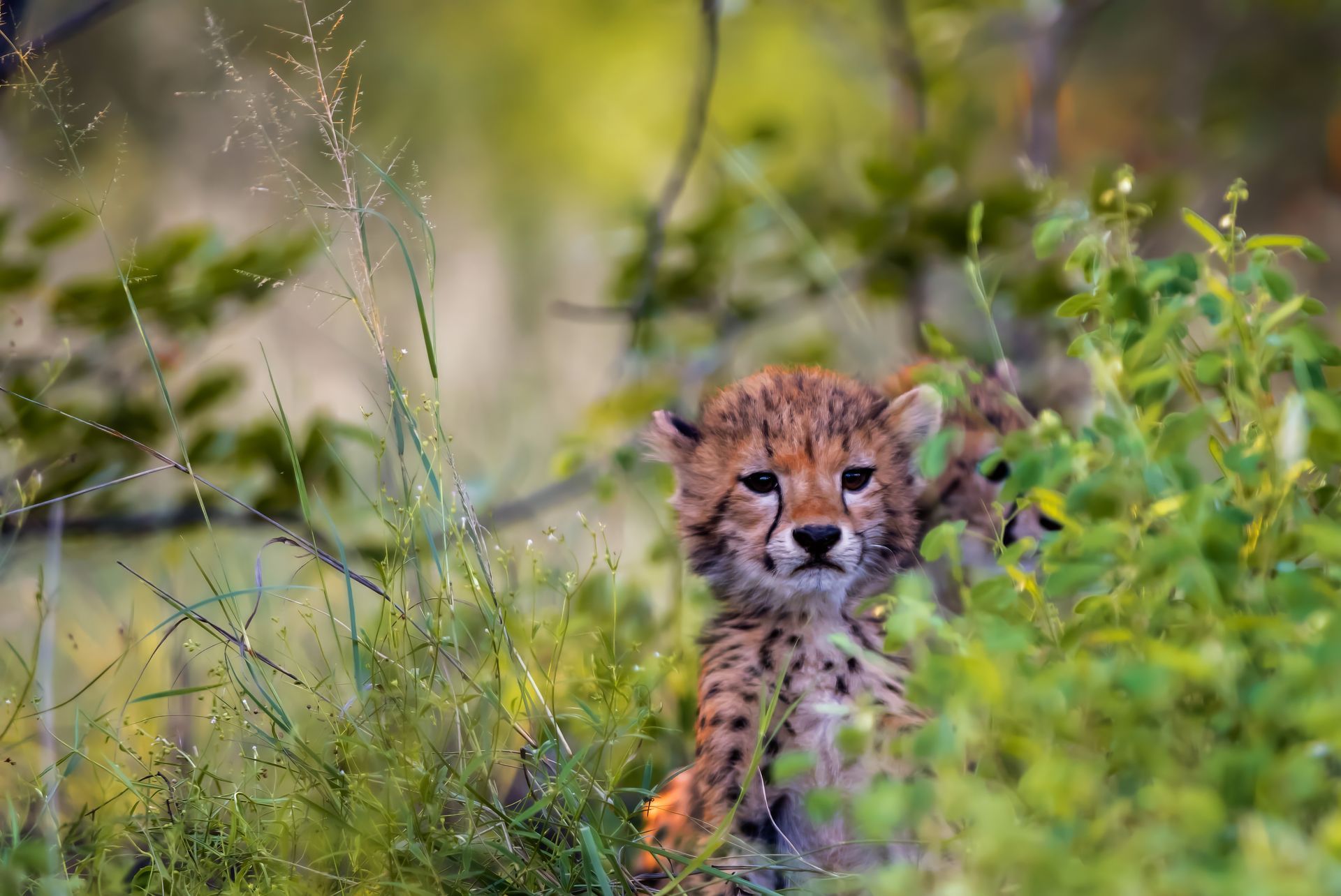 A cheetah cub peeks through tall green grass and foliage, its spotted fur blending with the dappled sunlight.