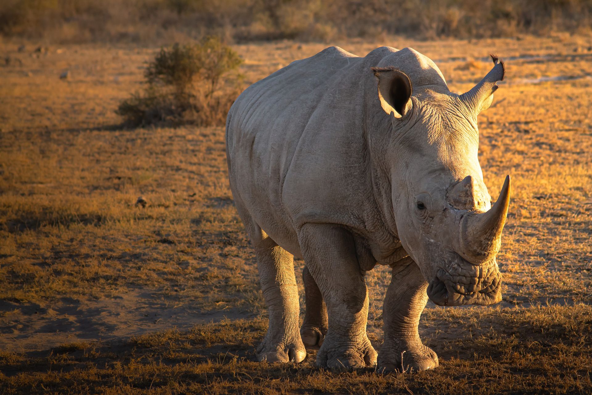 White rhinoceros standing in dry grass at sunset