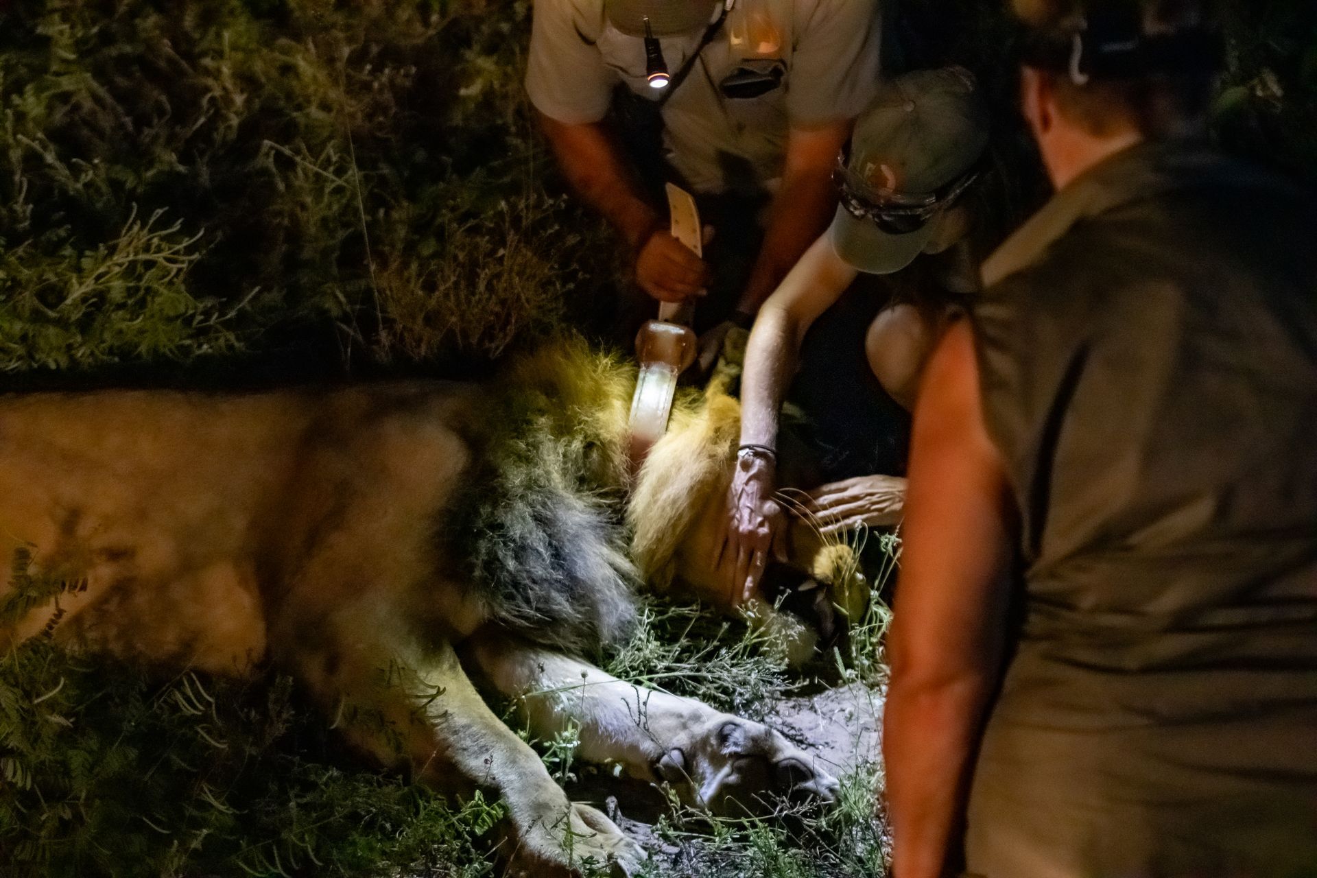 A lion lying on the ground while three people examine it at night. One person shines a light on the lion's mane.