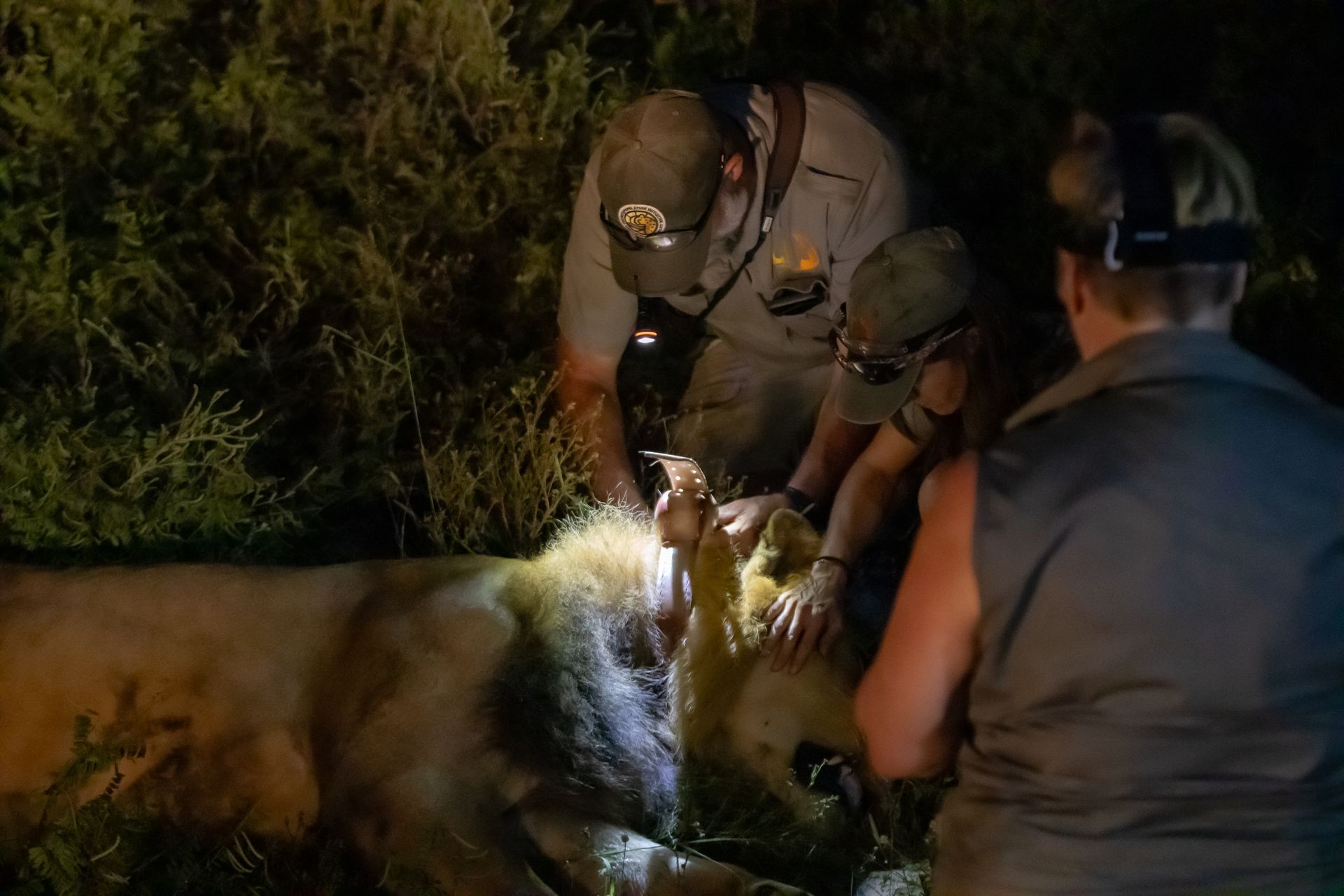 Veterinarians working on a sedated lion at night, illuminated by headlamps.