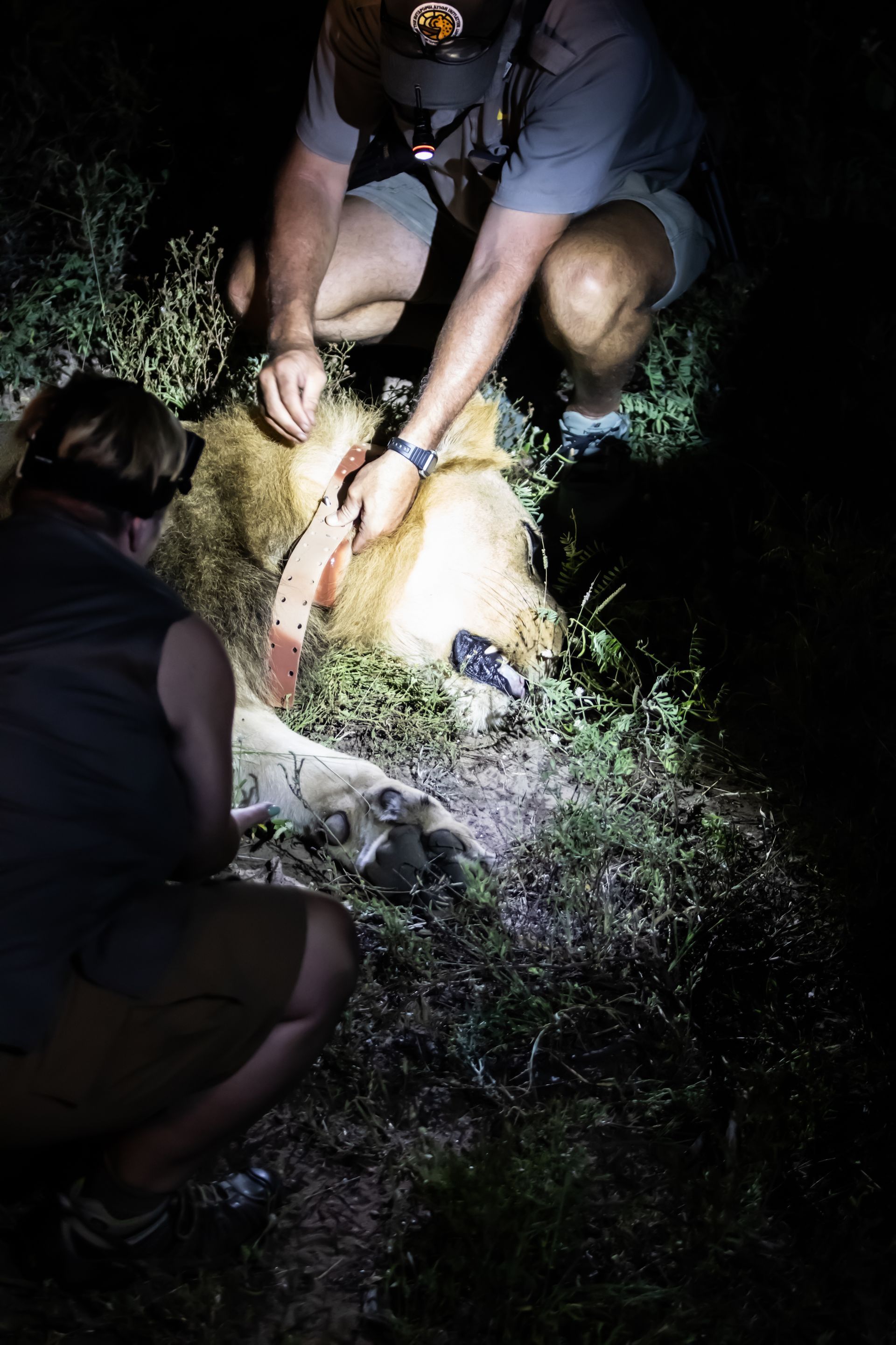 Guests collaring a lion on a conservation safari with Martin Meyer Safaris