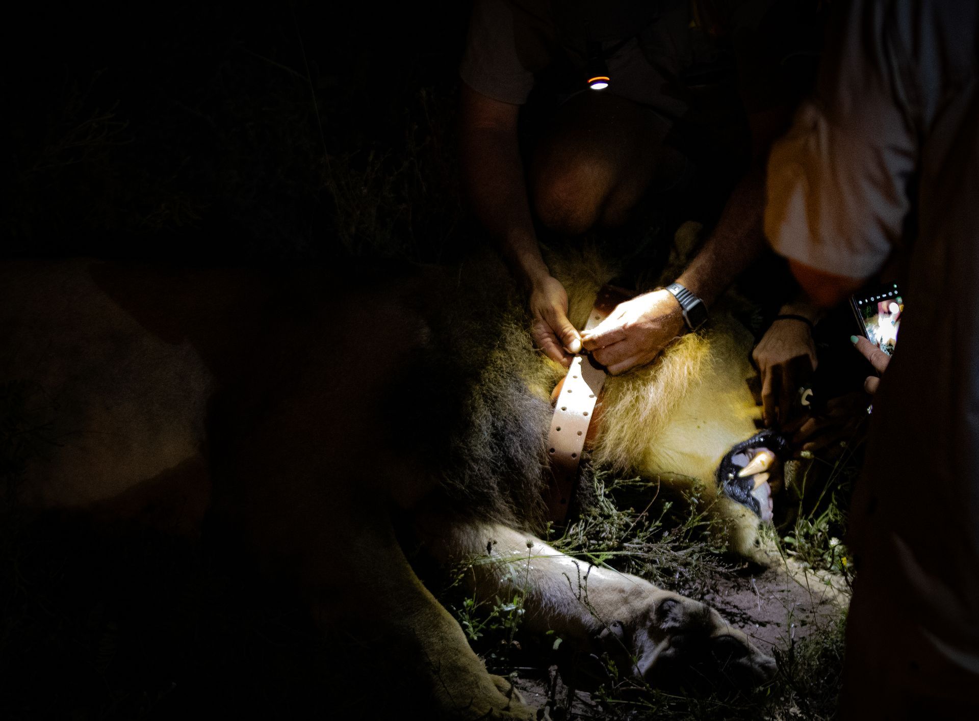 People examining a large animal's abdomen at night. Bright light illuminates the scene. The animal lies in grass.