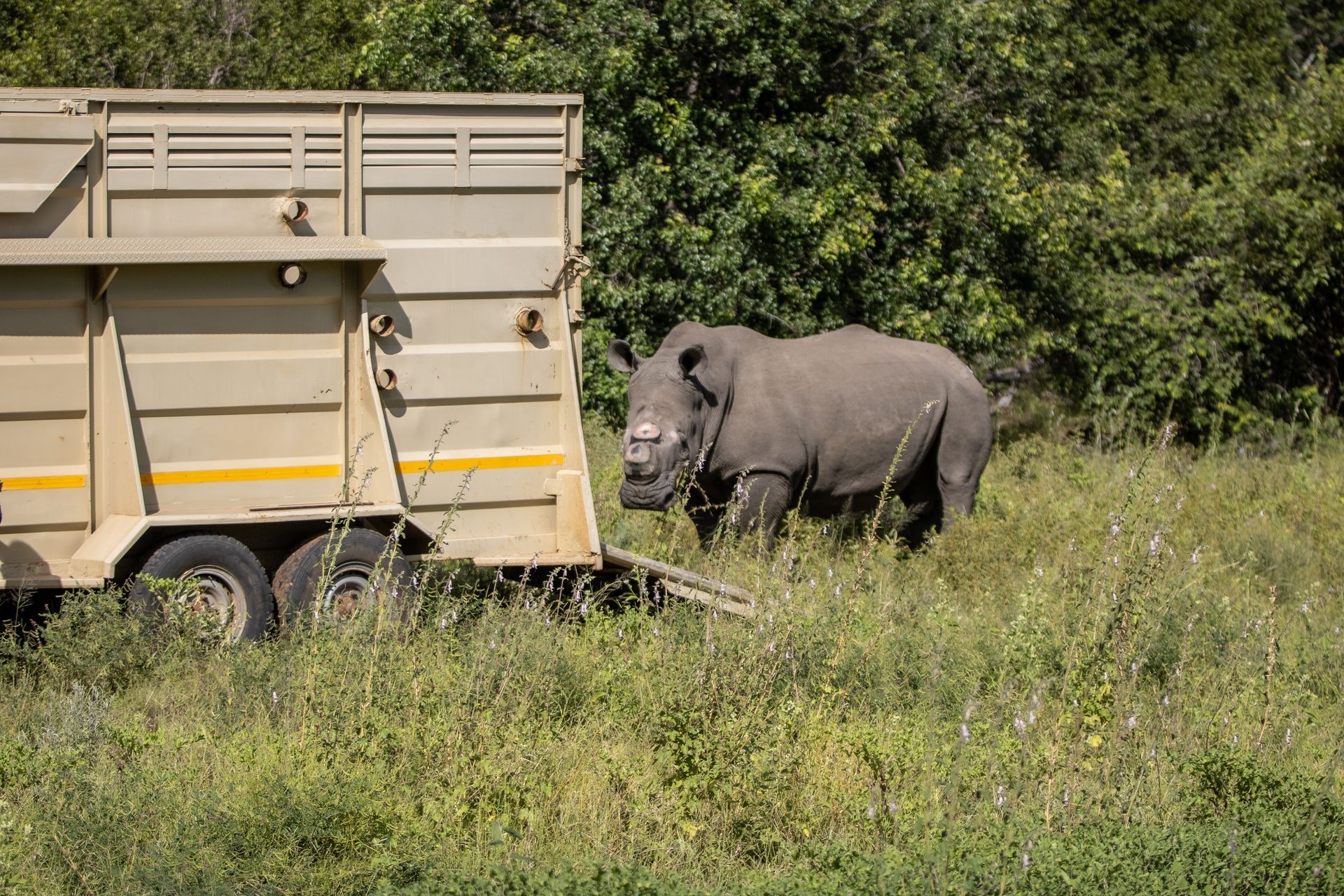 A rhino stands near a trailer in a grassy field with trees in the background. The rhino is gray.
