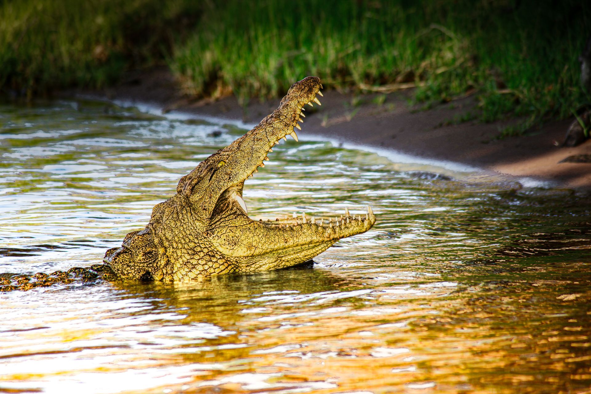 Crocodile partly submerged in shallow water near a muddy riverbank and green grass