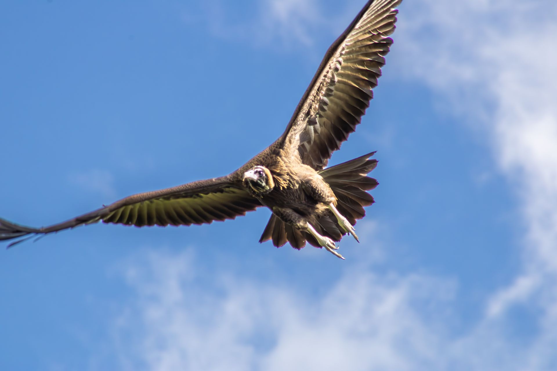 Large bird of prey soaring against a blue sky with wings fully spread
