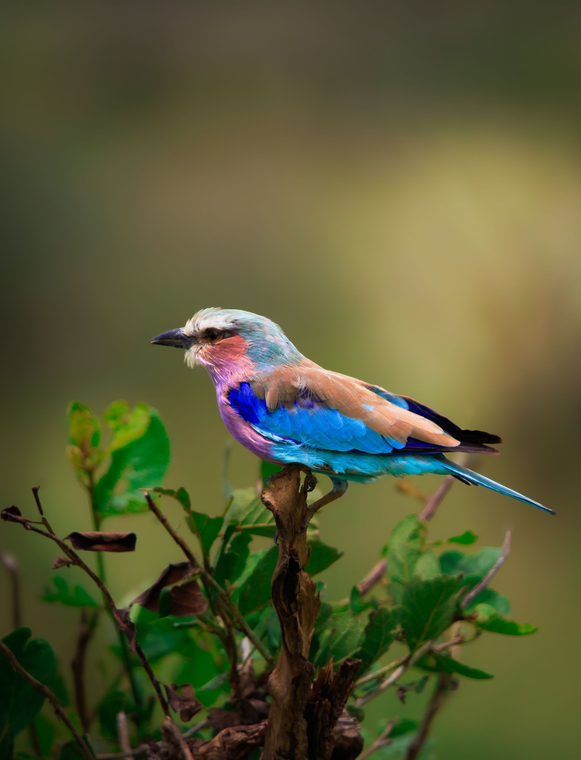 Colorful blue and pink bird perched on a plant against a blurred green background