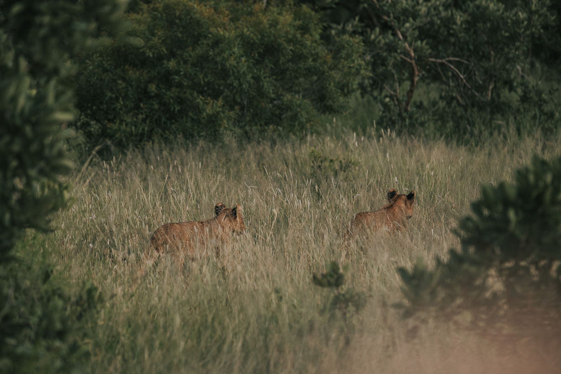 Tanda Tula Game Drives