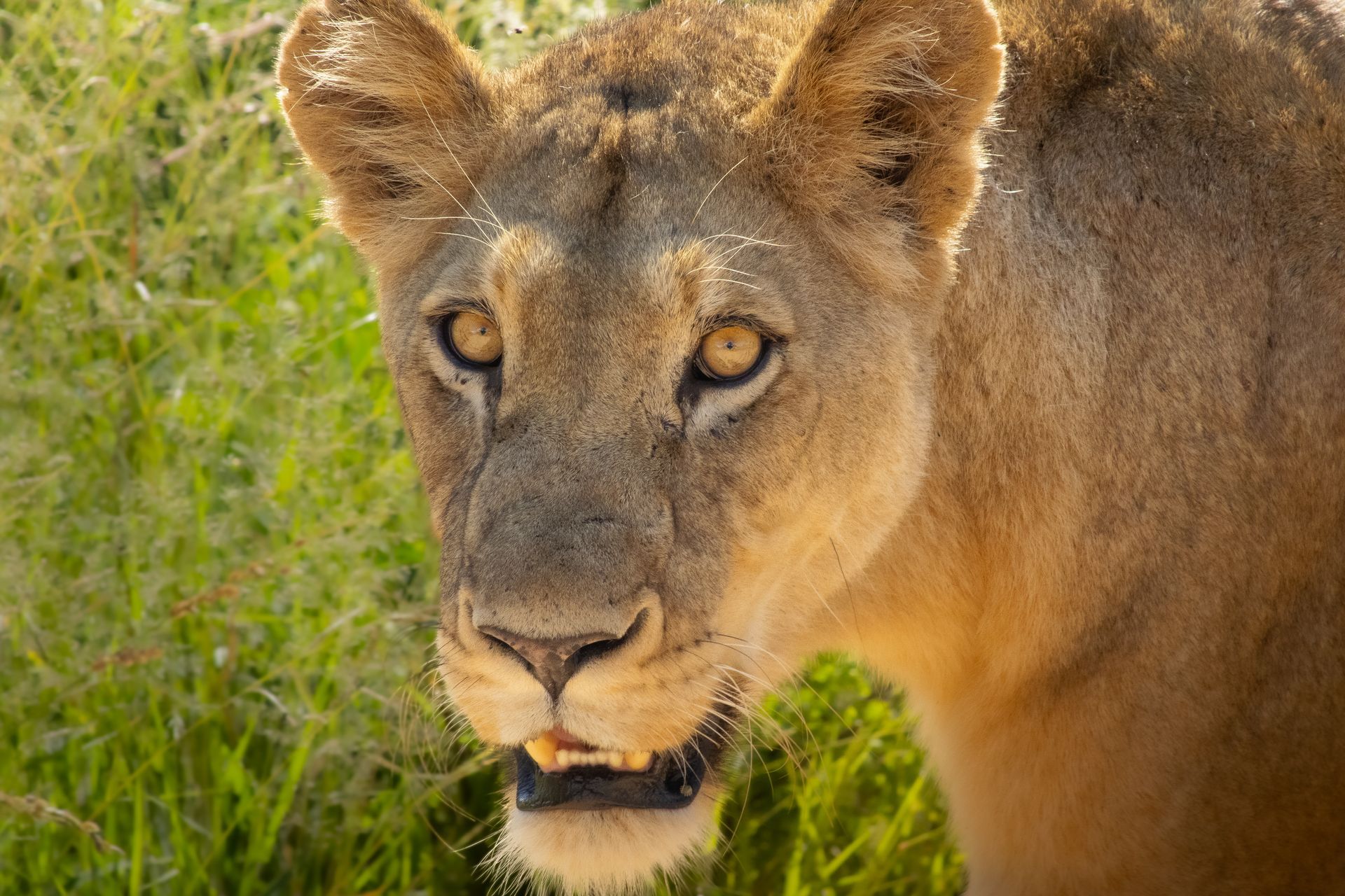 Lioness peering through tall grass in warm sunlight