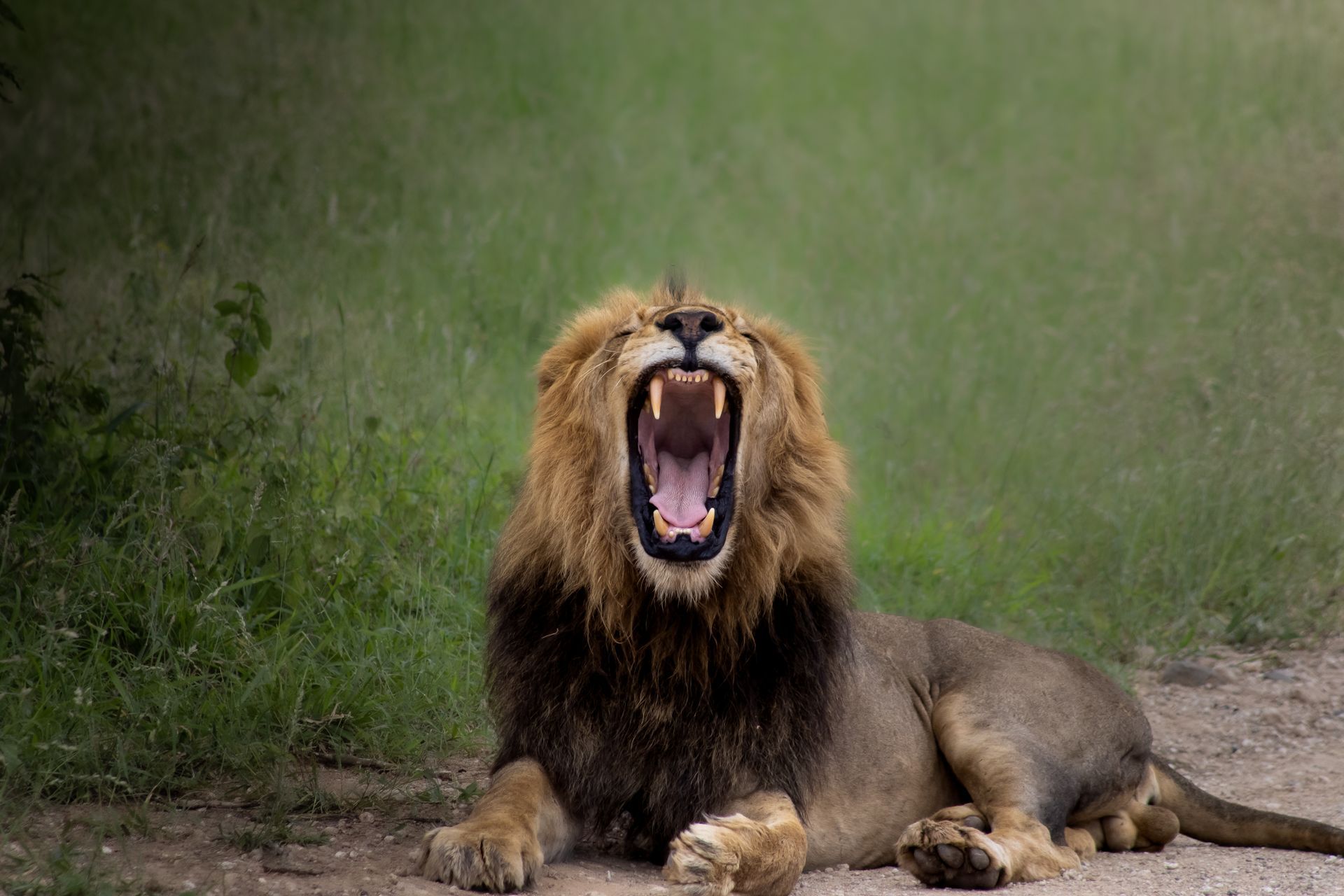 Yawning lion lying on the ground in a grassy area, mouth wide open.